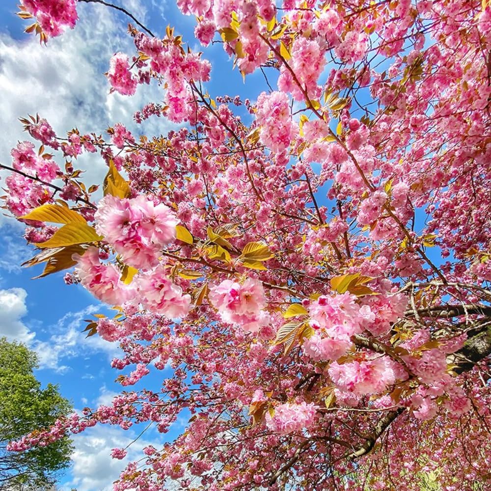 Cherry Blossom Tree, Live Ornamental Tree 6-12" Tall in Pot, Beautiful Spring Blooms for Outdoor Planting (Double Pink Cherry Blossom)