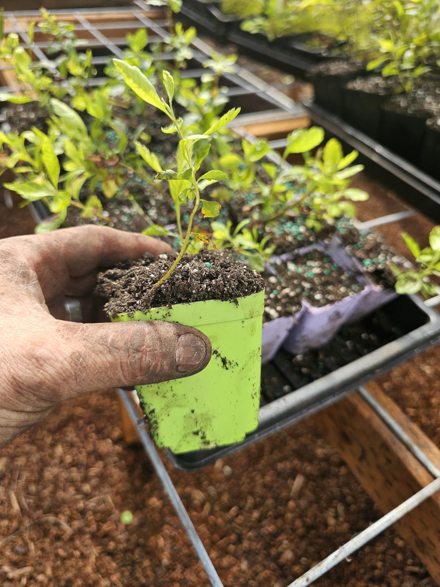 Live Wax Myrtle Tree Seedling Growing in 3 Inch Pot, Hedge Plant