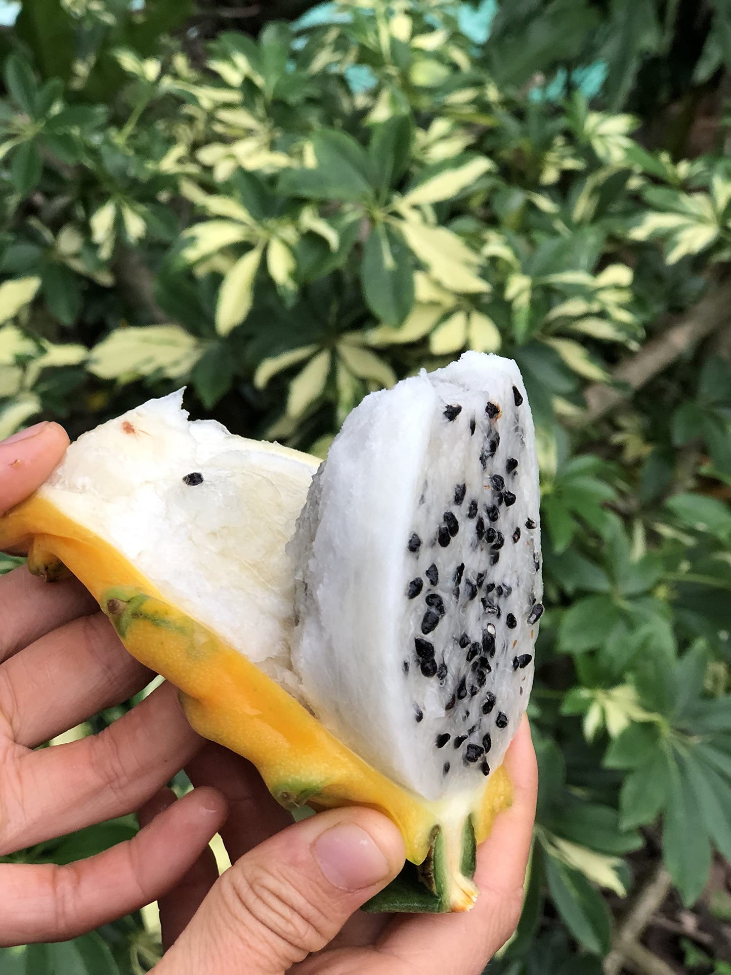 Yellow Dragon Fruit Cutting 8 Inc to 10 Inc Length for Planting 1 Cutting