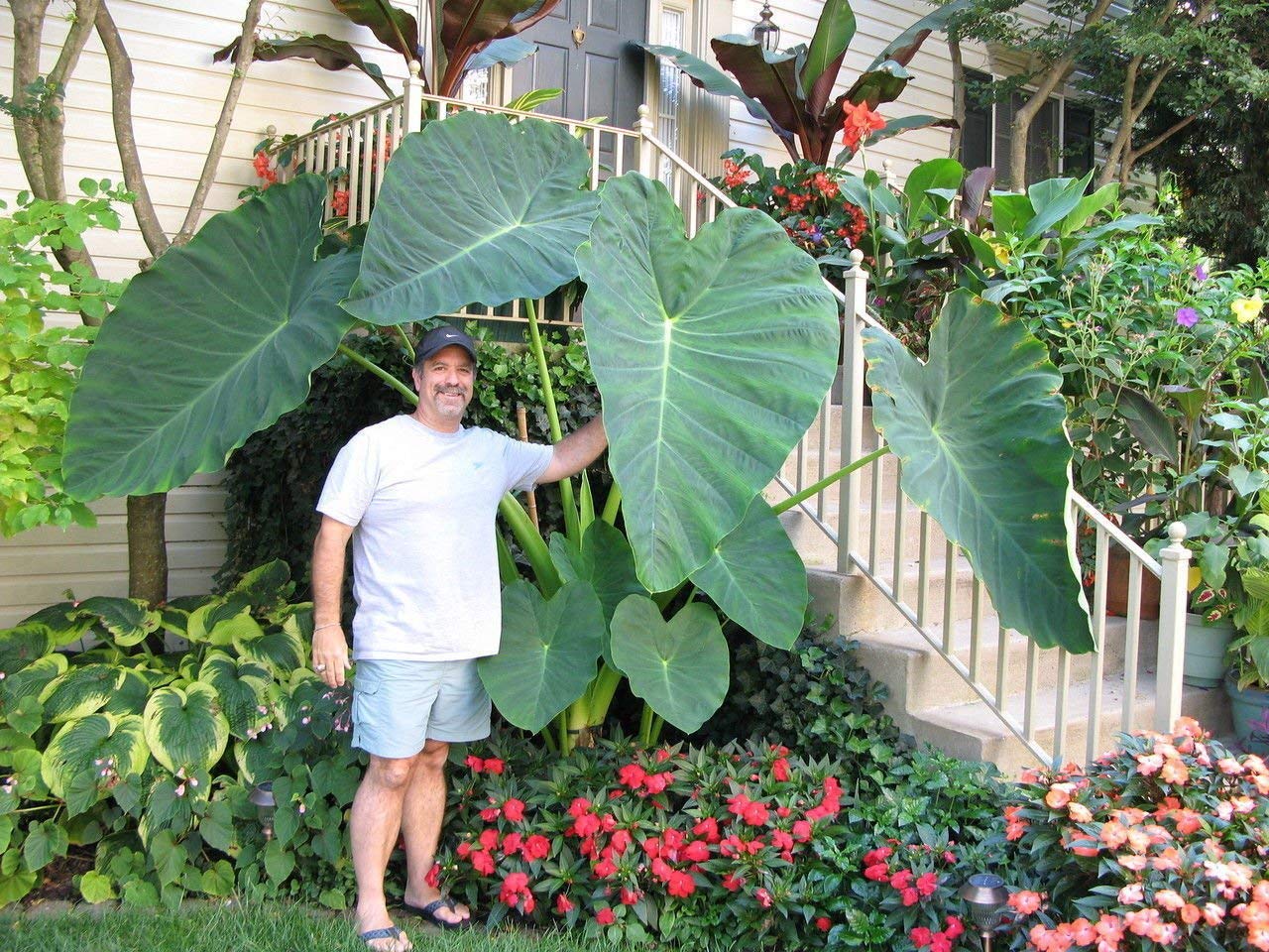 LIVE BULBS Colocasia gigantea Thailand Giant Thai Giant Elephant Ear Huge Leaf 2 Bulbs