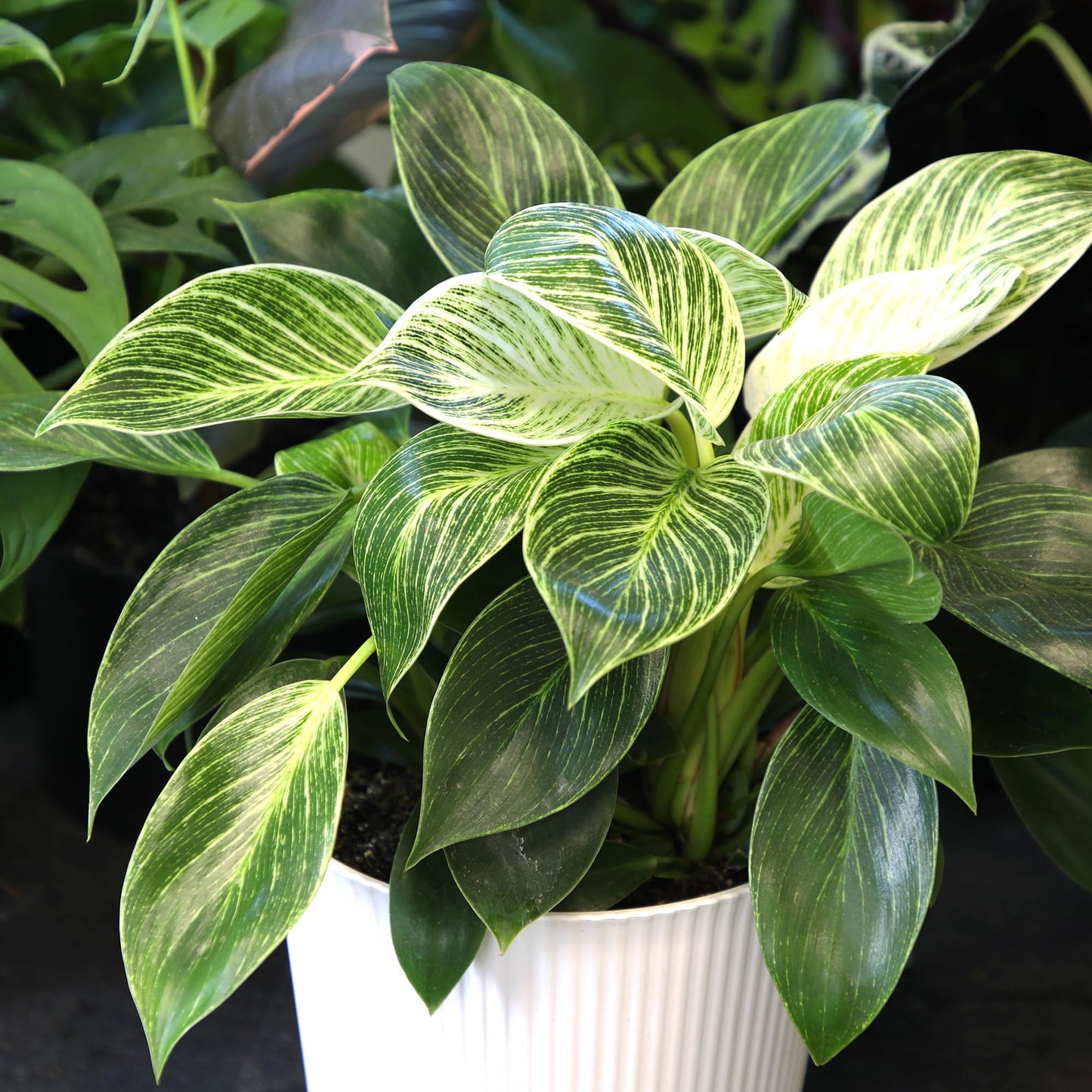Altman Plants Variegated Philodendron Birkin in 6 Inch White Plastic Planter, Easy Plant Gift & Desk Plant, Real Air Purifying Plants, Philodendron Plant Live Indoor Plants in Indoor Potting Soil Mix