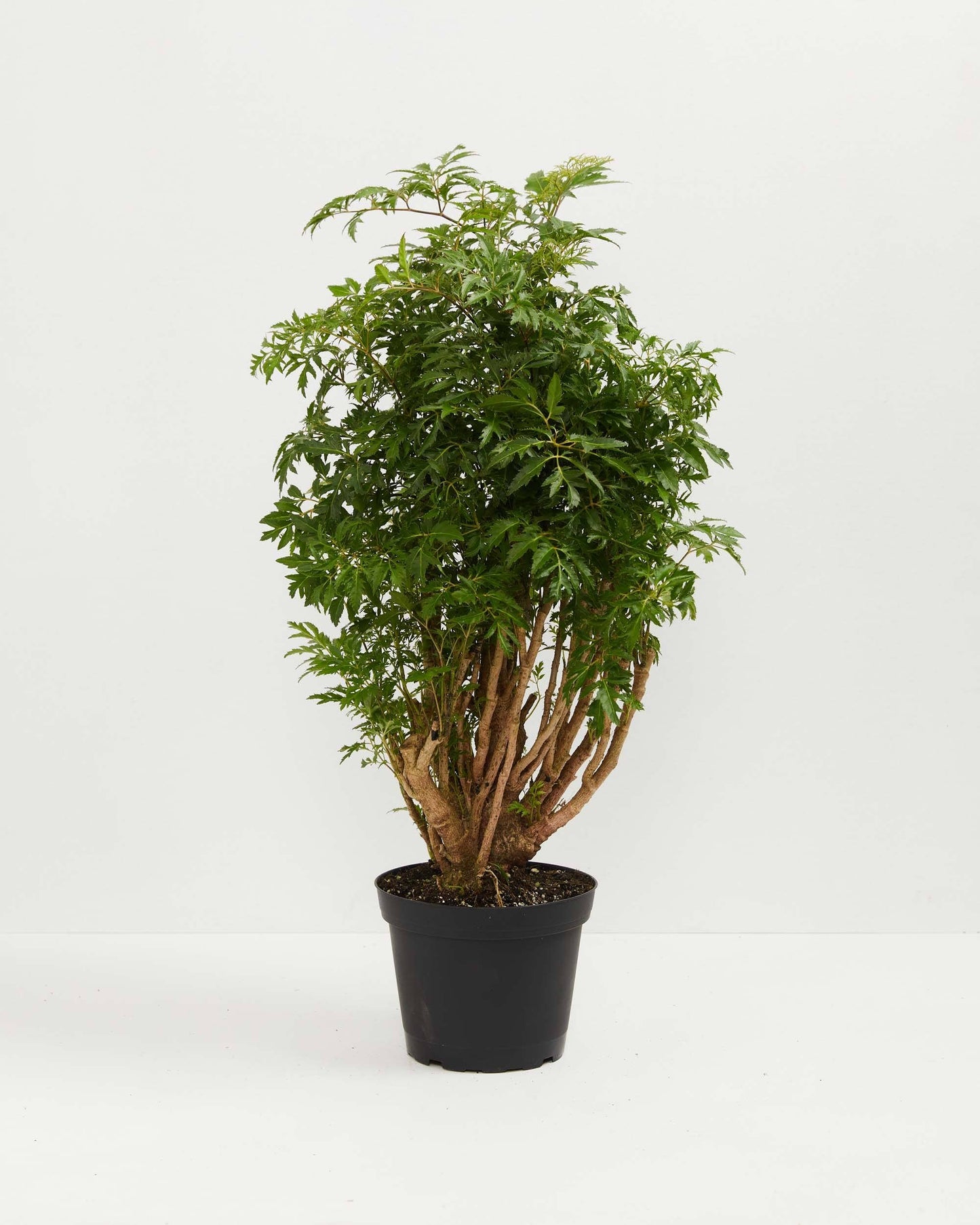 Ming Aralia Tree Plant 6" Grower Pot by JMBamboo