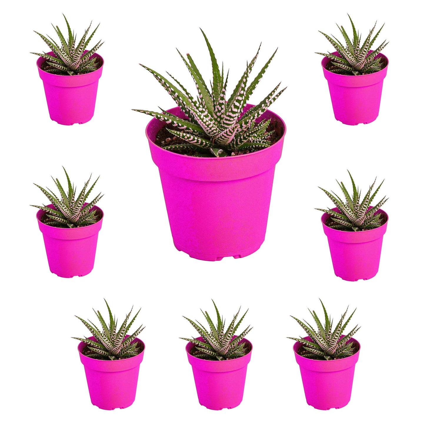 8 Pack Zebra Succulent in 4in Pot - Live Plants Tropical Houseplants | Variegated | USA Growers | The Snobby Leaf