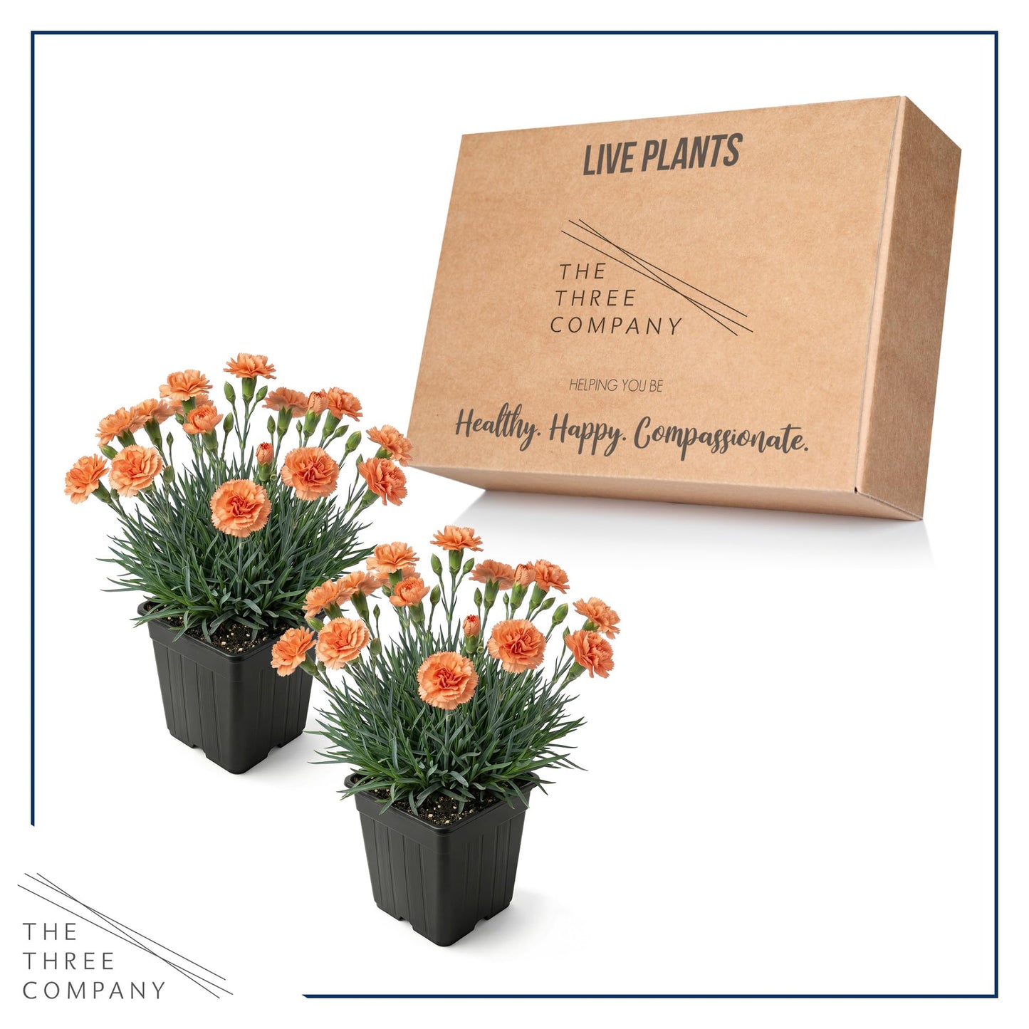 Live Dianthus 2-Pack – Orange Sparkler – Fragrant Spring Perennial, Deer Resistant, 10” Tall, 1 Qt Pot