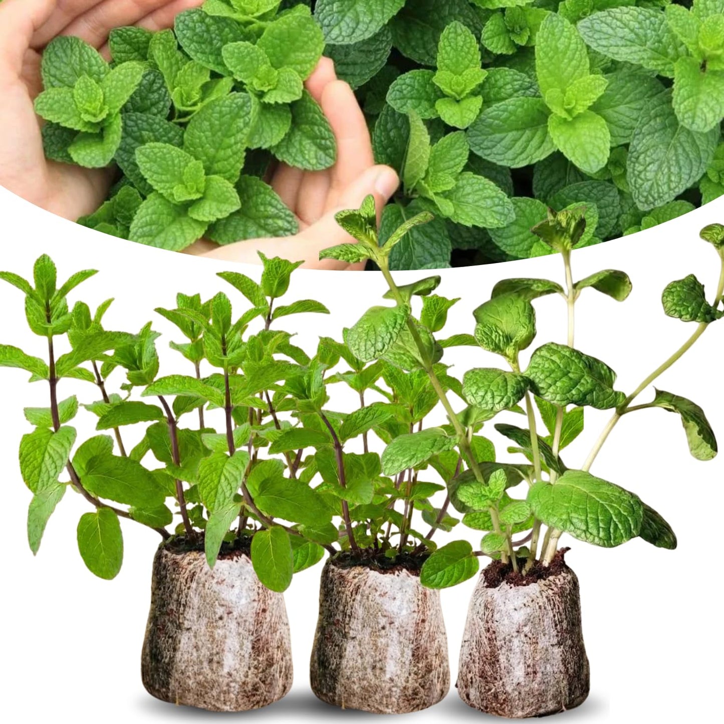 6 Random Mint Live Herb Plants, 4-6" Mixed Mint Varieties for Garden, Patio, and Container Growing