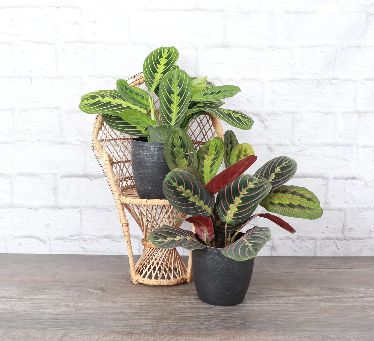 Thorsen's Greenhouse Prayer Plants Set of 2, Maranta leuconeura, Pet Safe, Low Light, Live Indoor Plants, 4" Diameter Plants, Classic Pots (Brushed Silver)
