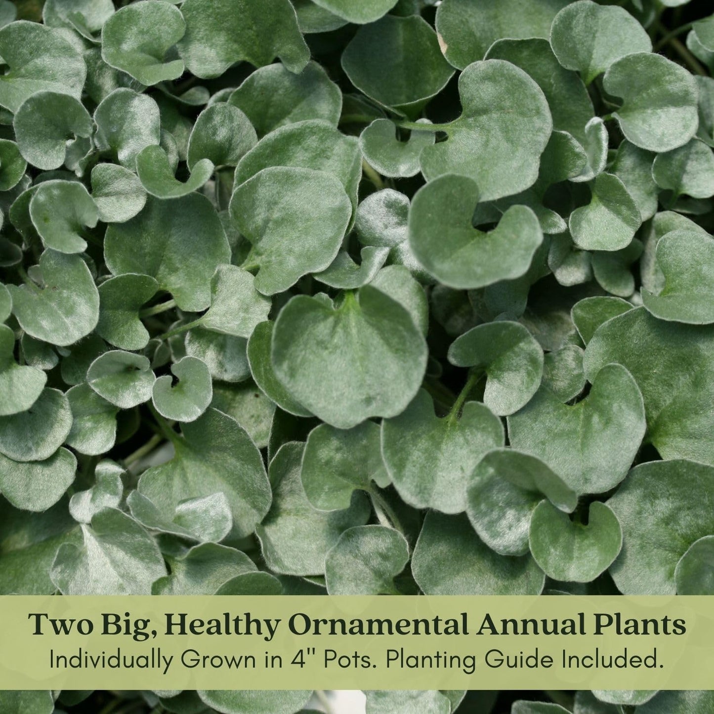 Clovers Garden Dichondra Silver Falls Plants Two (2) Live Plants – Non-GMO - Not Seeds - Each 4" to 8" Tall – in 4" Inch Pots - Heat, Drought Tolerant