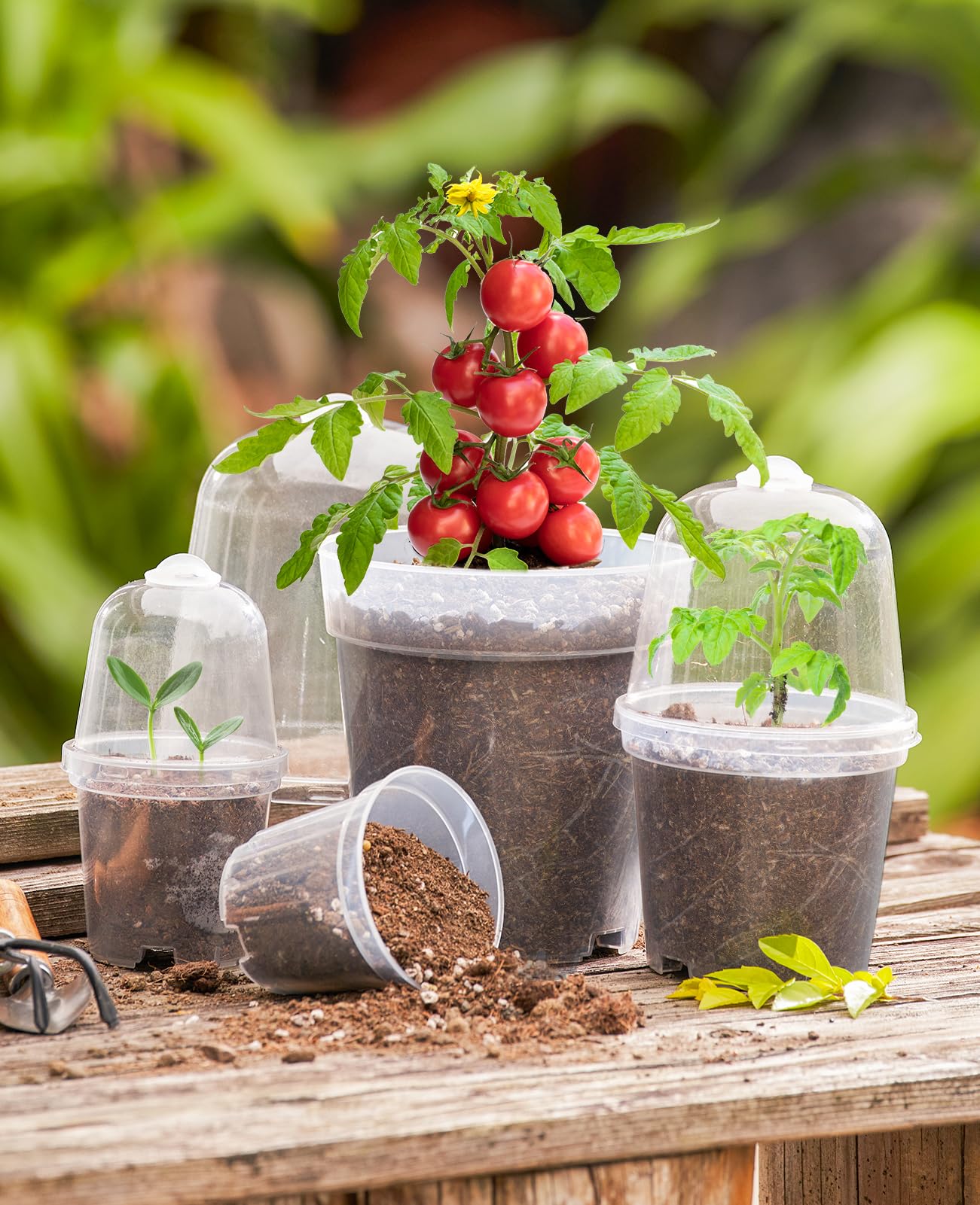 homenote Clear Nursery Pots for Plants,4 Inch Plant Pot for Planting with Humidity Domes Plastic Seedling with Drainage Holes Seed Starter Flower High Transparency (30 Pack)
