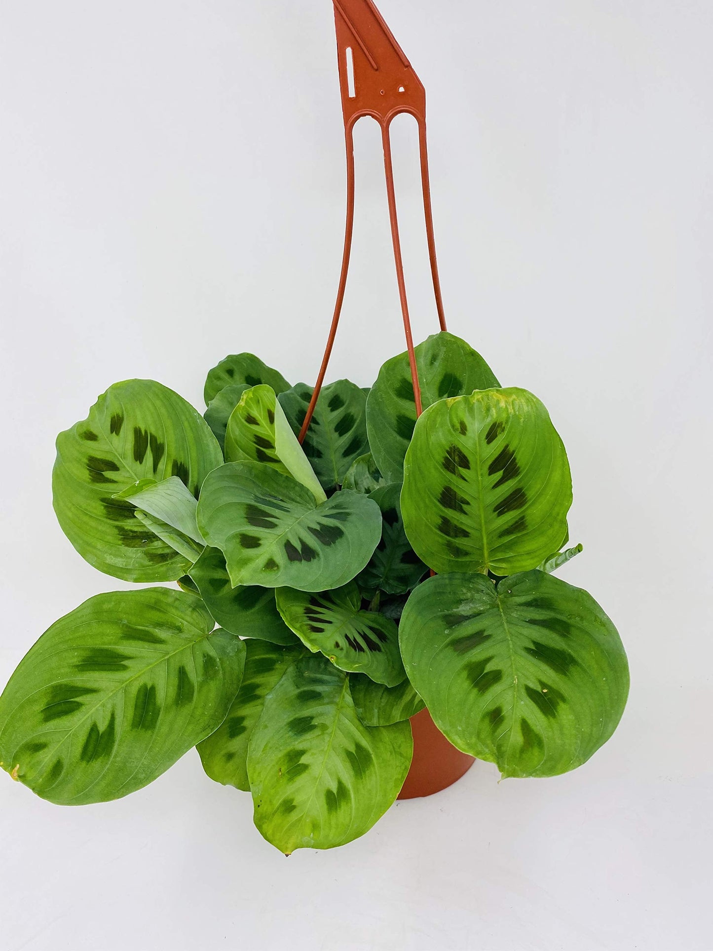 Jmbamboo-Green Prayer Plant - Maranta - Easy to Grow - 6" Hanging Basket