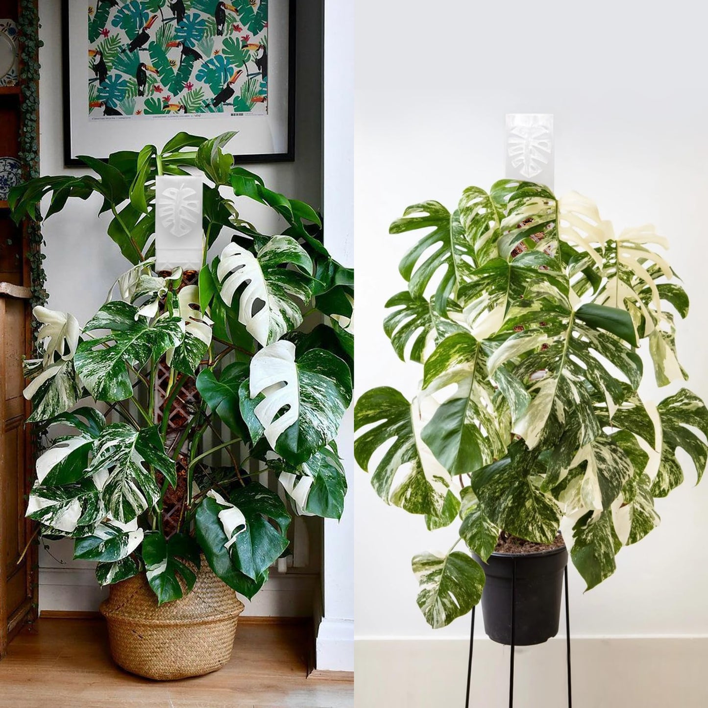 4 Psc 9 Inch D Shaped Moss Pole with Watering Dripper, Plastic Moss Poles for Climbing Plants, Sturdy Monstera Plant Support, Self Watering Moss Pole Kit for Plants Indoor(Translucent)