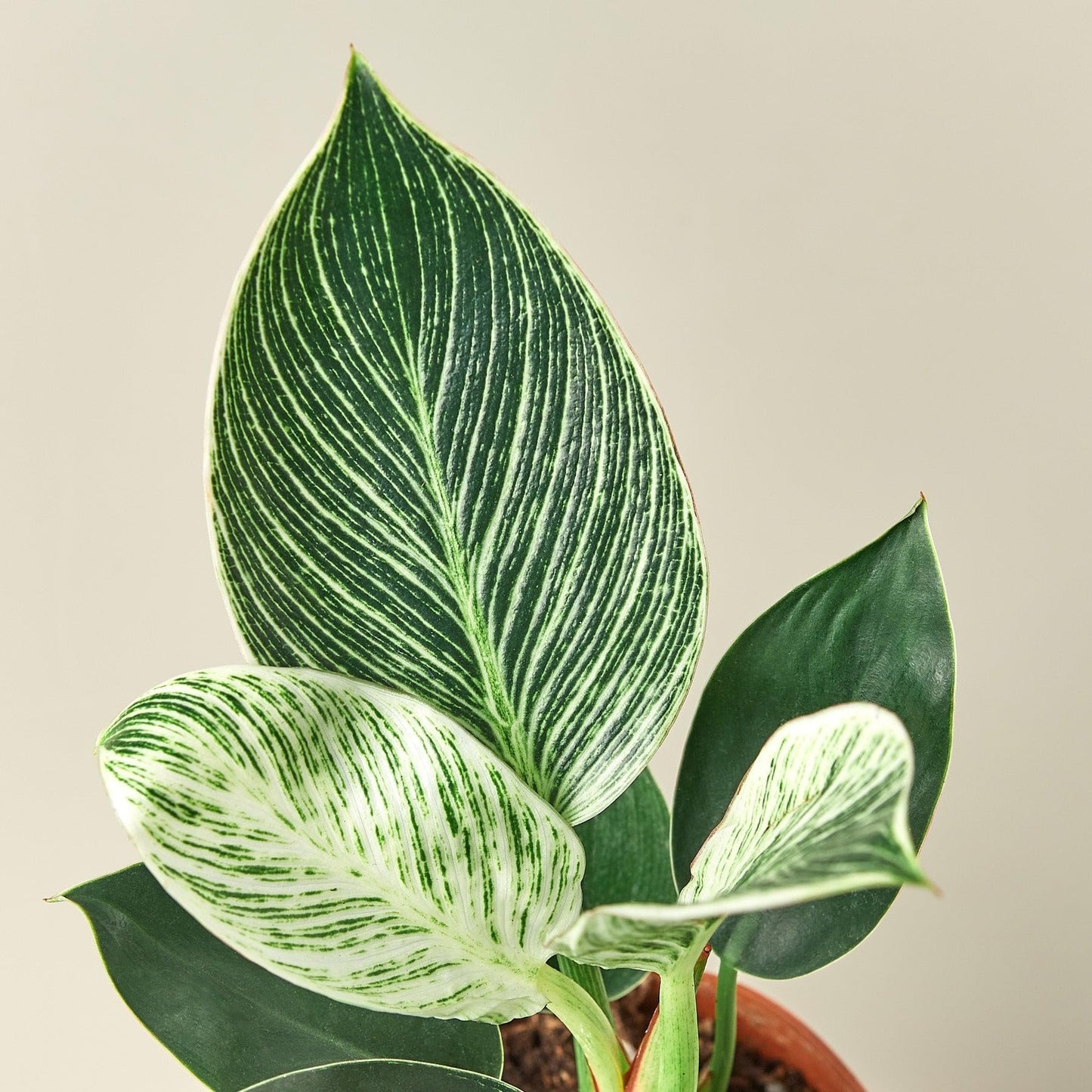 Philodendron 'Birkin' | Live Plant for Indoor & Outdoor | for Living Room, Office, Bathroom | (4" Pot)