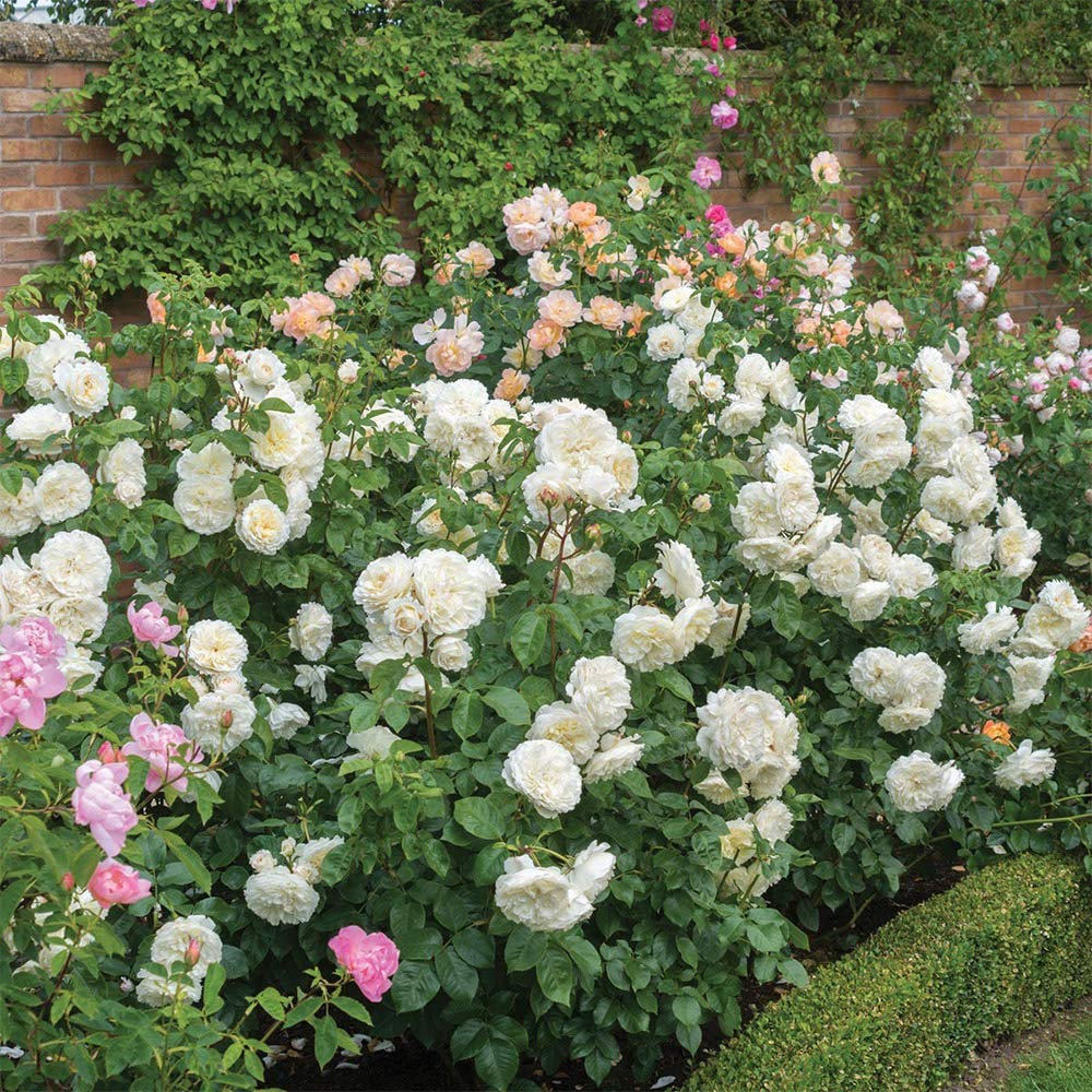 Heirloom Roses David Austin Rose Plant - Tranquillity® White Rose Bush, Live Plant for Planting Outdoors