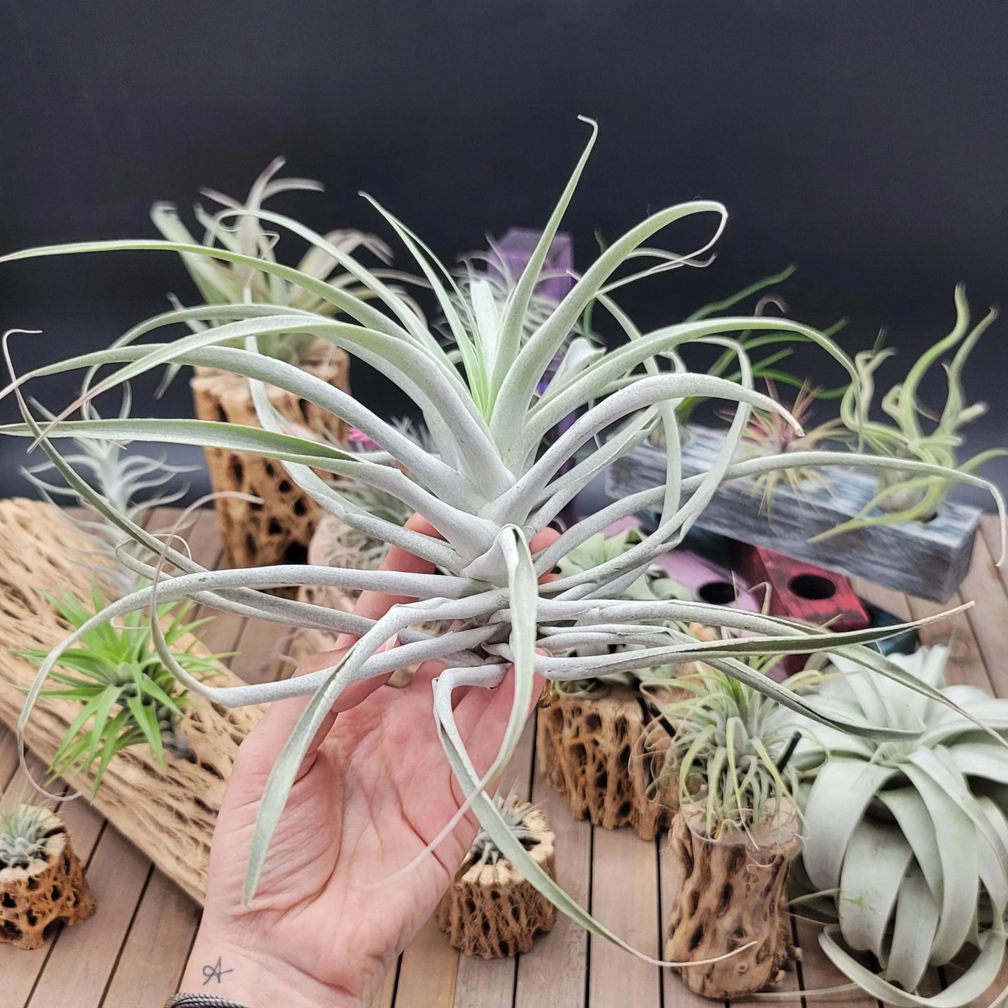 Tillandsia Cacticola Large