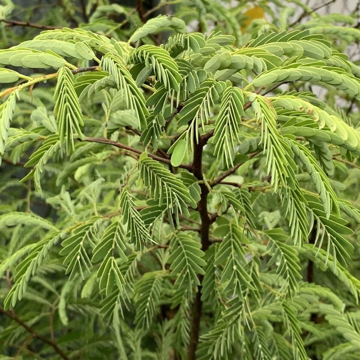 Live Plant - Sour Tamarind (Tamarindus Indica) Live Fruit Tree 2′-3′ Feet Tall