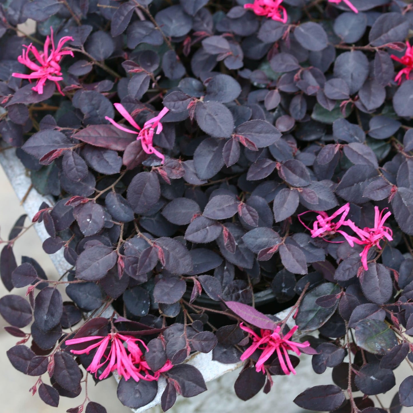 Proven Winners Jazz Hands Mini Chinese Fringe-Flower (Loropetalum chinense) Live Plant, 4.5" Qt, 4 Pack