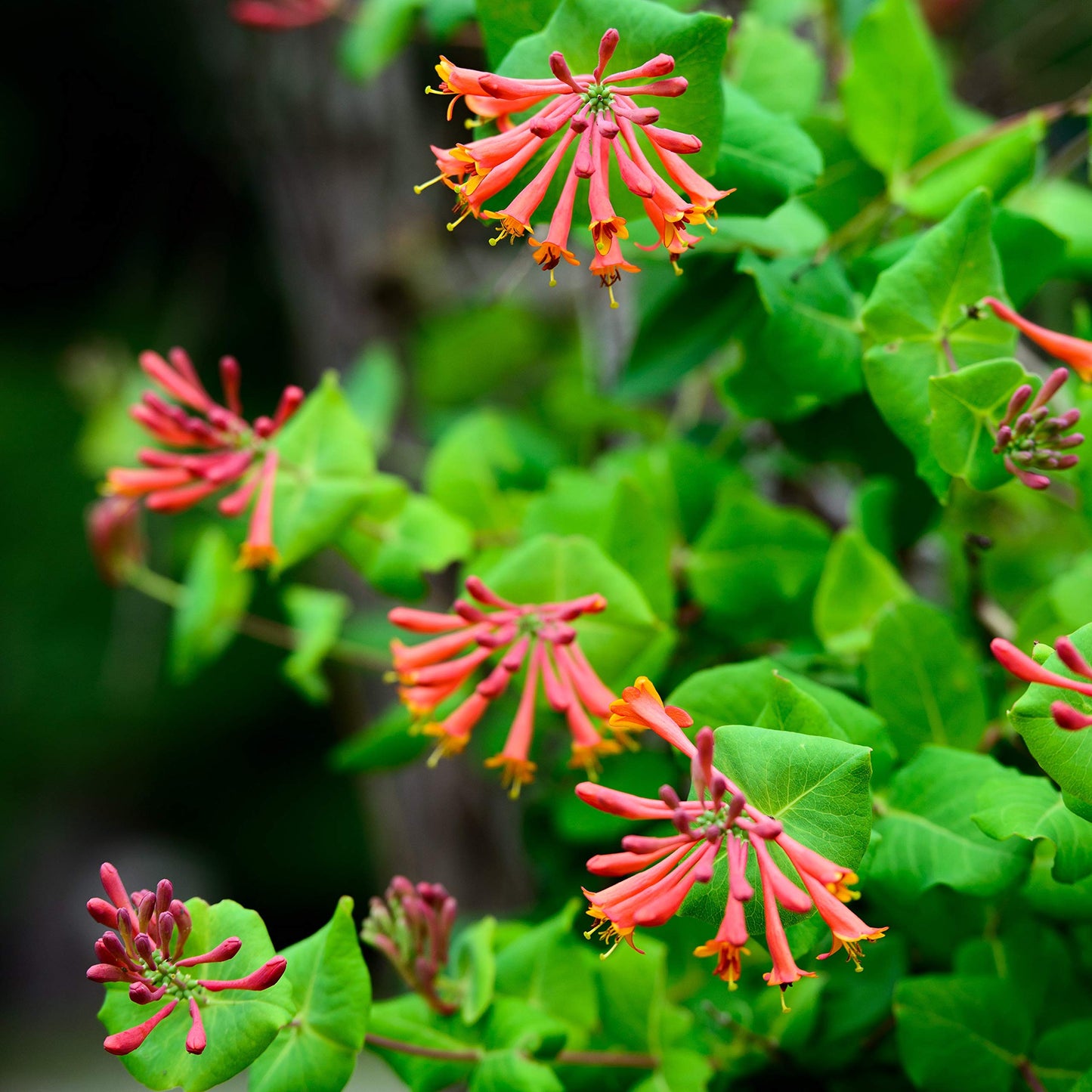 Easy to Grow Honeysuckle 'Dropmore Scarlet' - Live Potted Garden Plant, Fragrant Red & Orange Flowering Blooms