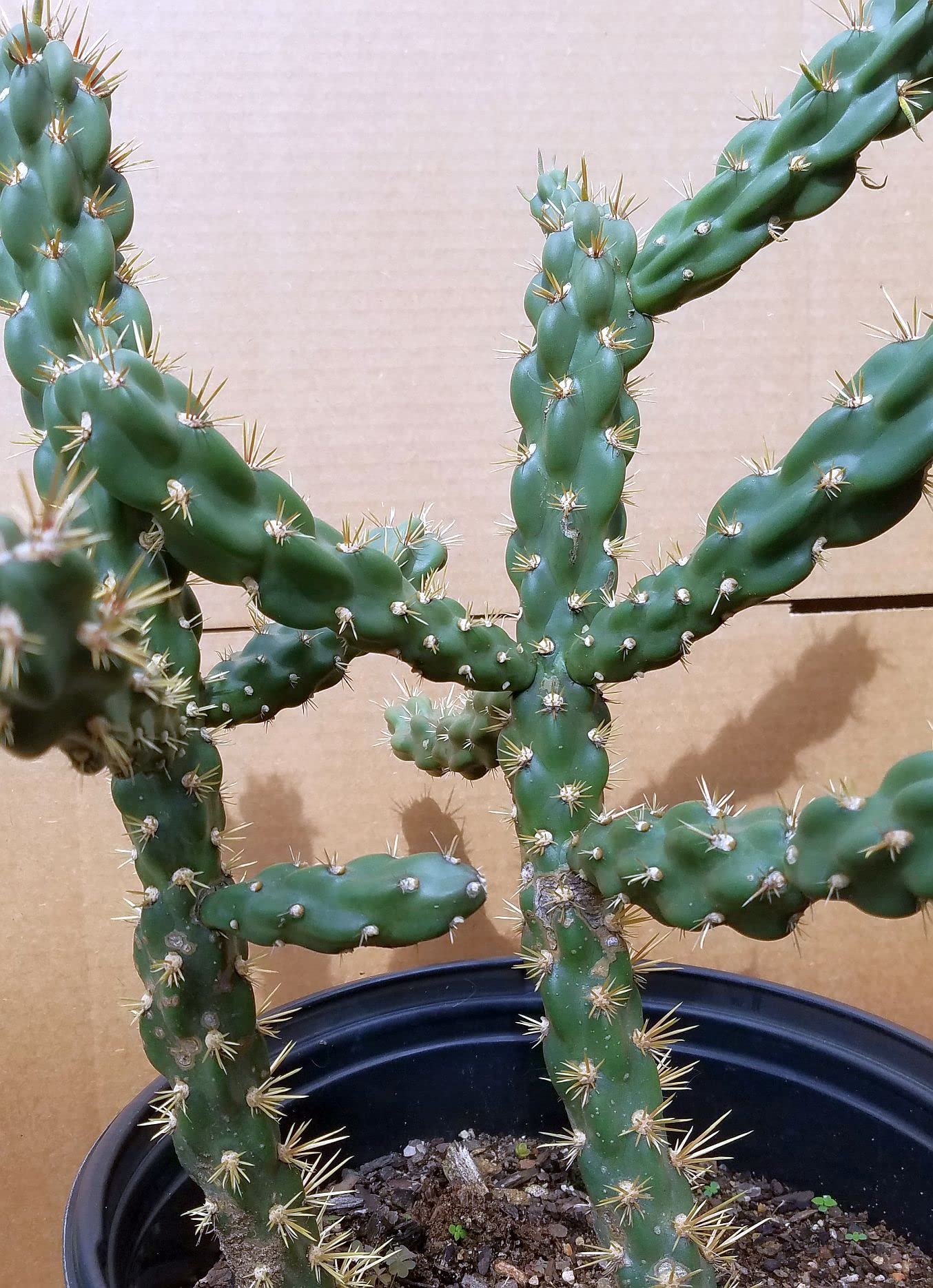Unrooted Cuttings of Coral Cactus, Boxing Glove Cactus, Cylindropuntia fulgida VAR. mamillata , Cutting About 4" ~ 5" Long Each (2)