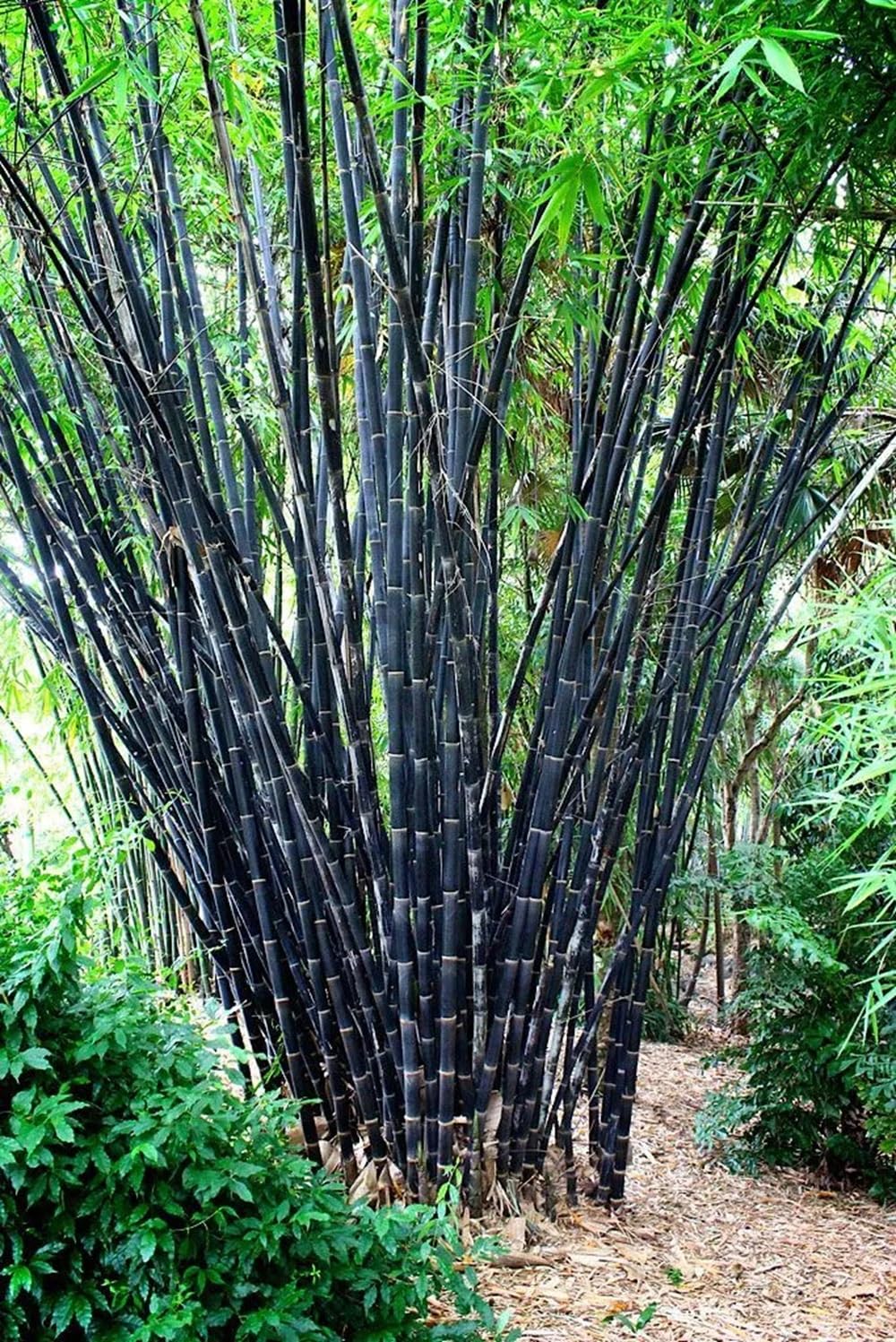 50 Tropical Black Bamboo Seeds Perennial Ornamental Seed Privacy