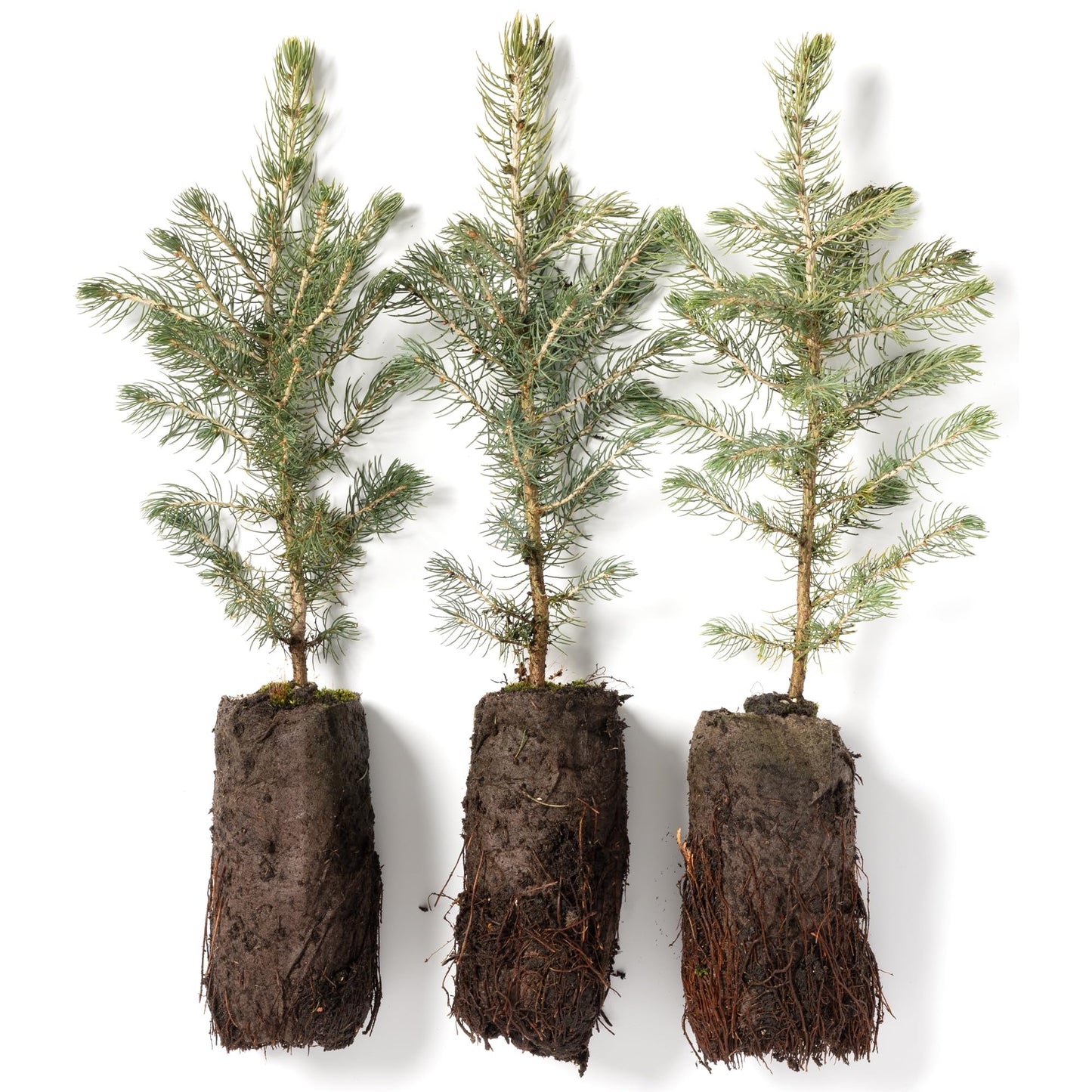 Colorado Blue Spruce Jumbo Tree Plug Seedlings | 12"-18" | Arbor Day Foundation (3-Pack)