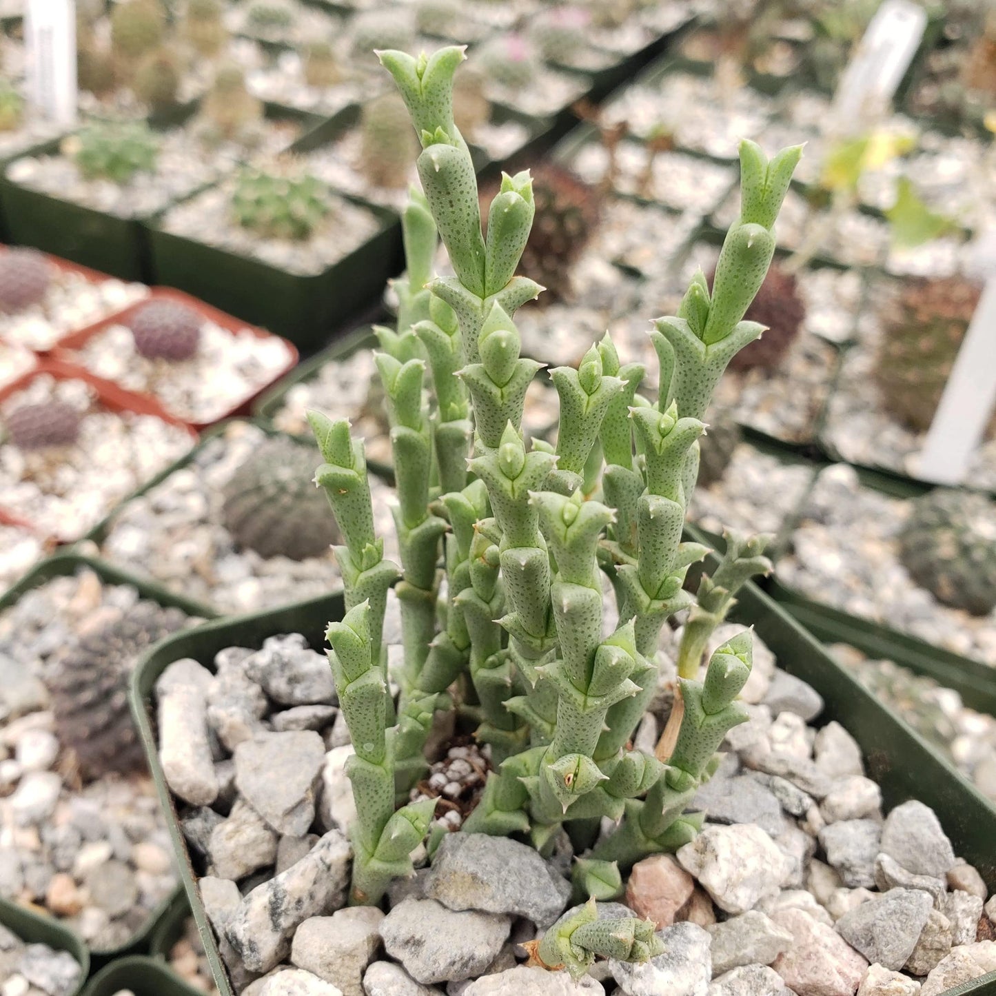 Ruschia perfoliata Cacti Cactus Succulent Real Live Plant