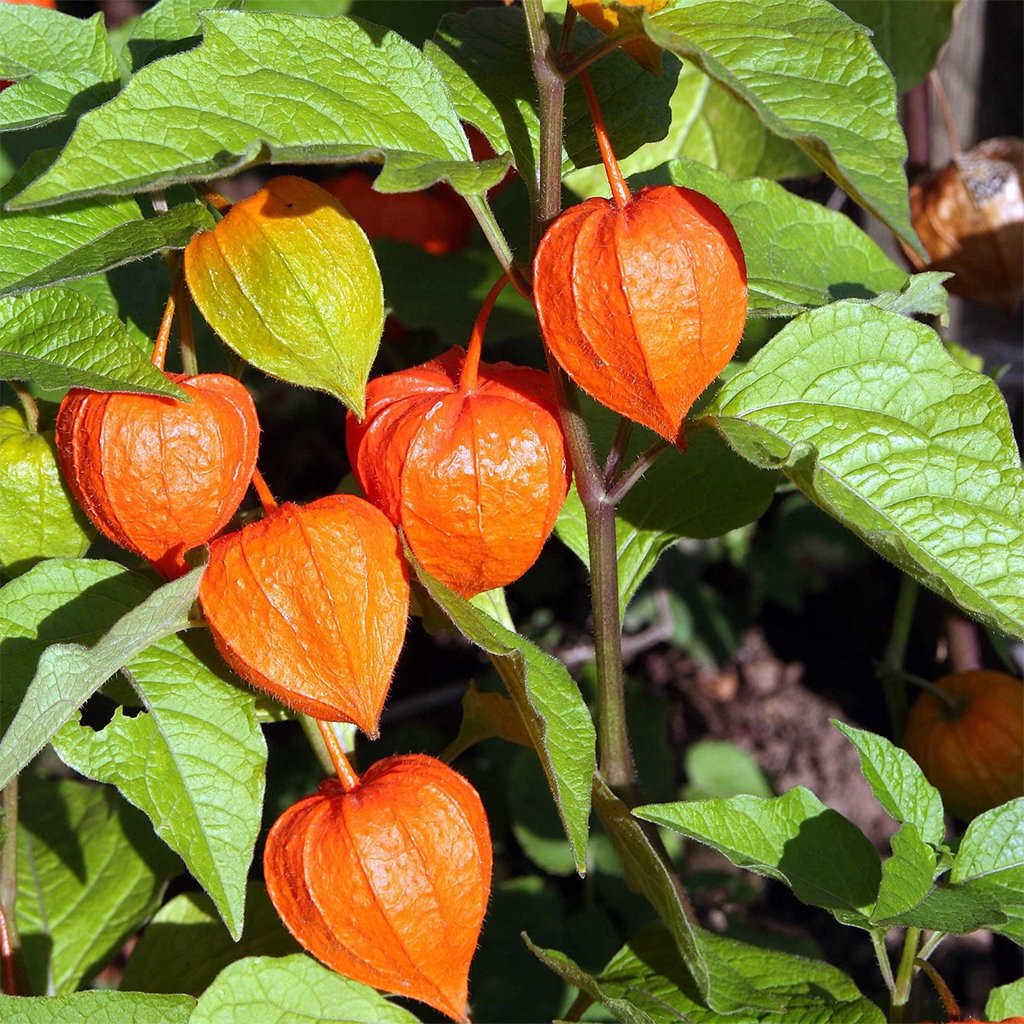 Frozen Seed Capsules - Chinese Lantern (Physalis Alkekengi) - Grow Now or Store for Future Planting - Capsule of 30 Seeds