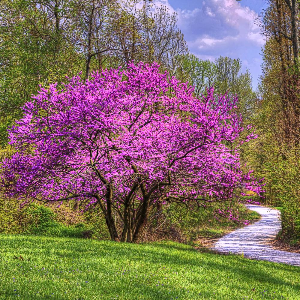 02 Eastern Red Bud Trees Live Plants, 6-12" in Tall for Spring Planting, Redbud Tree Live Zones 5-9