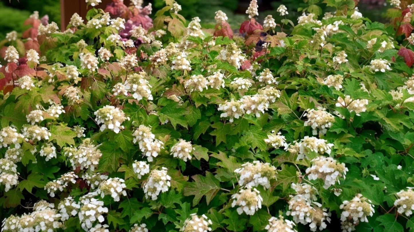 Oakleaf Hydrangea Quercifolia Toy Soldier | 10 Live Plants | Fast Growing, Fall Color, Drought Tolerant, White Blooms, Low Maintenance, Easy to Grow, Ornamental Shrub, Attractive Foliage