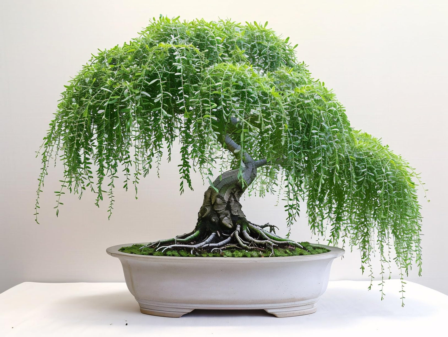Weeping Willow Tree Cutting - Thick Trunk Start, Dwarf Bonsai Material. Grow Graceful Cascading Branches