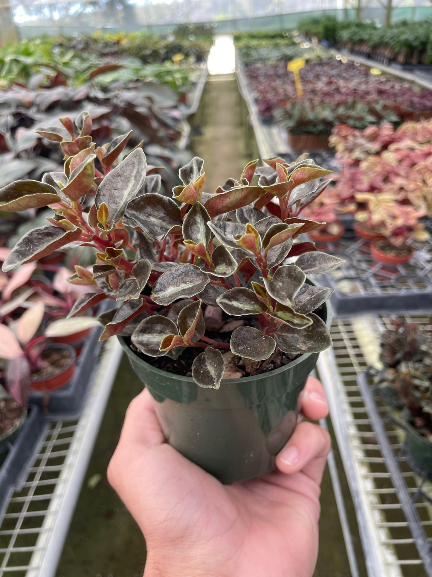 Peperomia 'Metallica' | Live Plant for Indoor & Outdoor | for Living Room, Office, Bathroom | (4" Pot)