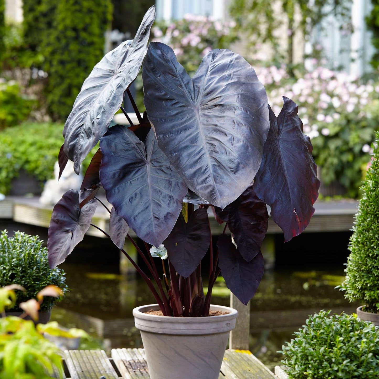 Garden State Bulb Premium Black Magic Elephant Ear Bulbs, 7/9 inches, Spring Planting (Bag of 4)