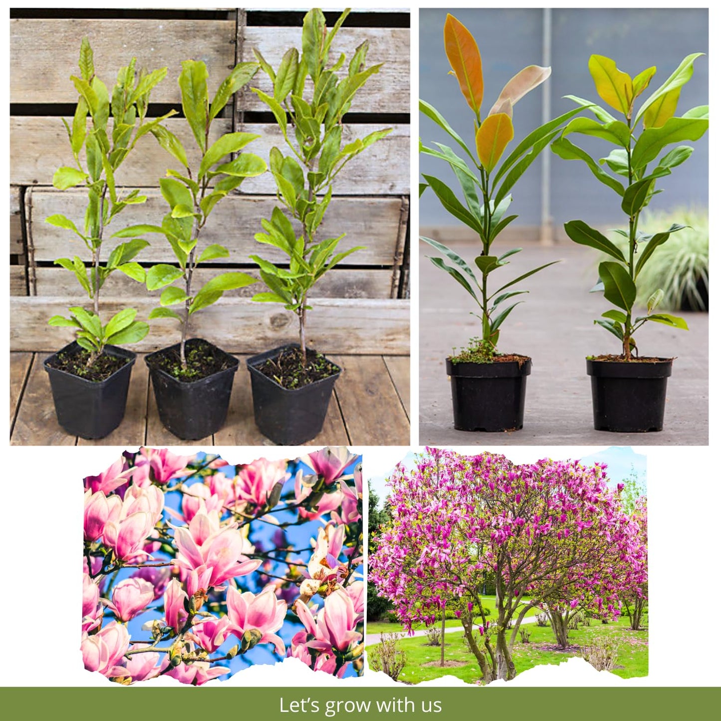 Pack 2 Jane Magnolia Plants Live, Fragrant Magnolia Bush Live Plants 6 to 12 Inch Tall, Tulip Shaped Magnolia Flowers Seedlings in 2.5 Inch Pot