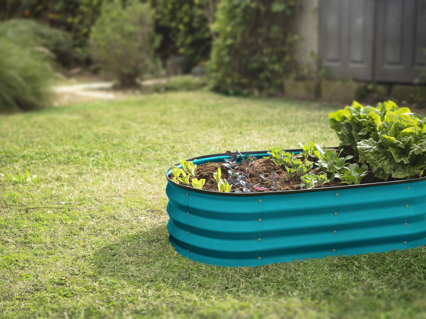 Plant & Plot Galvanized Raised Garden Beds Outdoor // 4×2×1 ft Planter Raised Beds for Gardening, Vegetables, Flowers // Large Metal Garden Box (Turquoise)