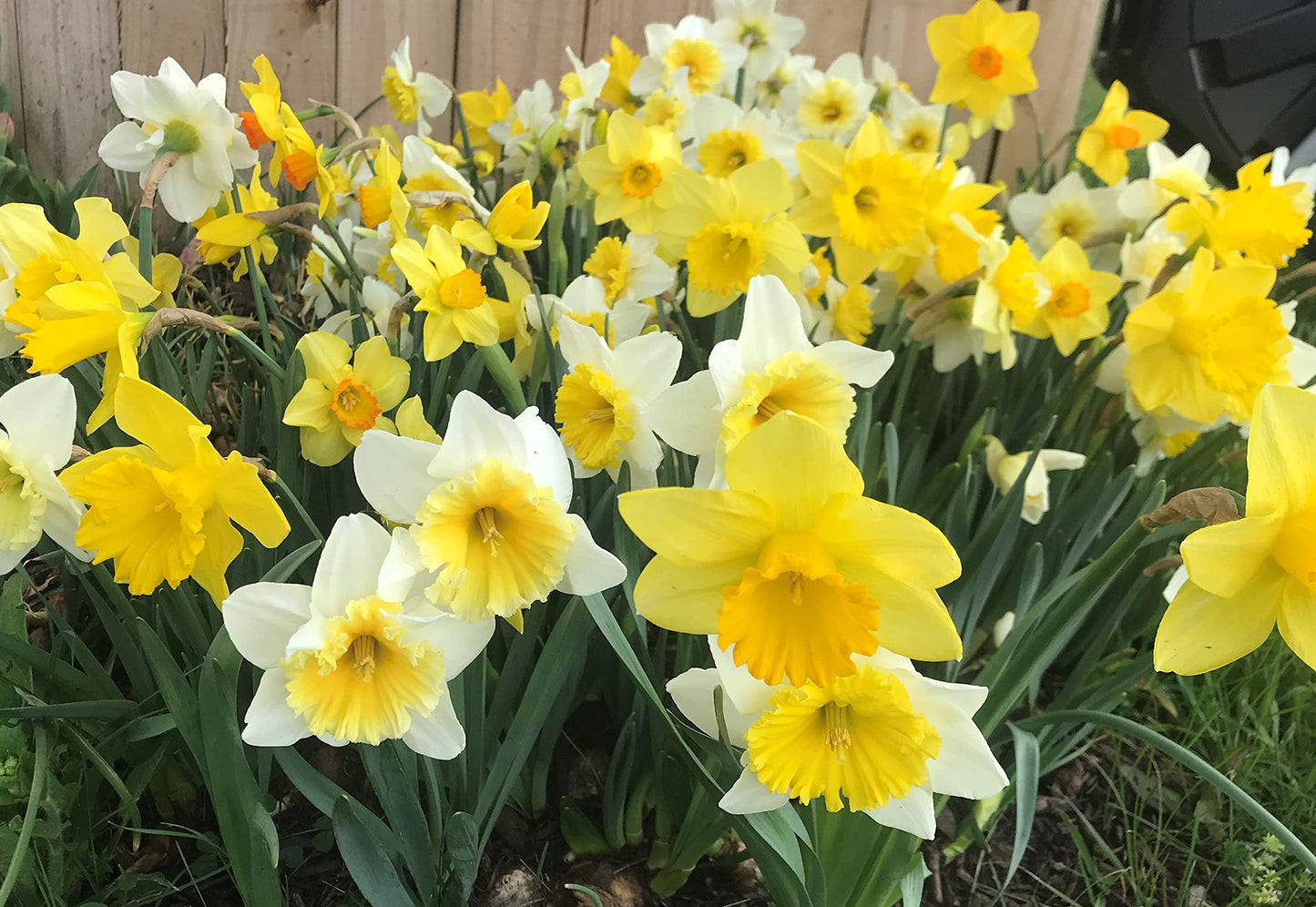 60 Days of Daffodils Mix - 50 Bulbs!! A Random, Colorful Mix of Daffodils!