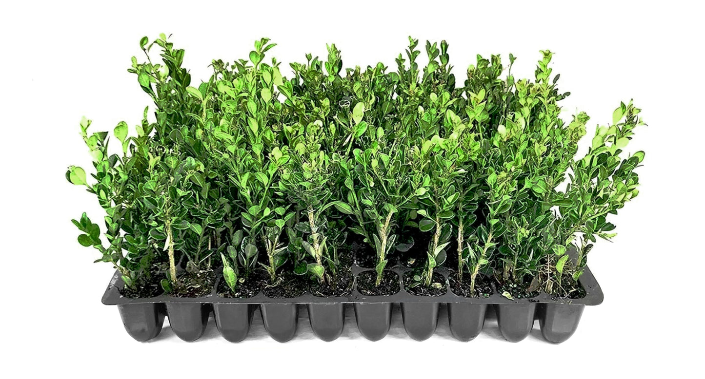 Winter Gem Boxwood | 20 Live Plants | Buxus microphylla Japonica ‘Winter Gem’ | Compact Evergreen Shrubs | Formal Garden Plants for Borders