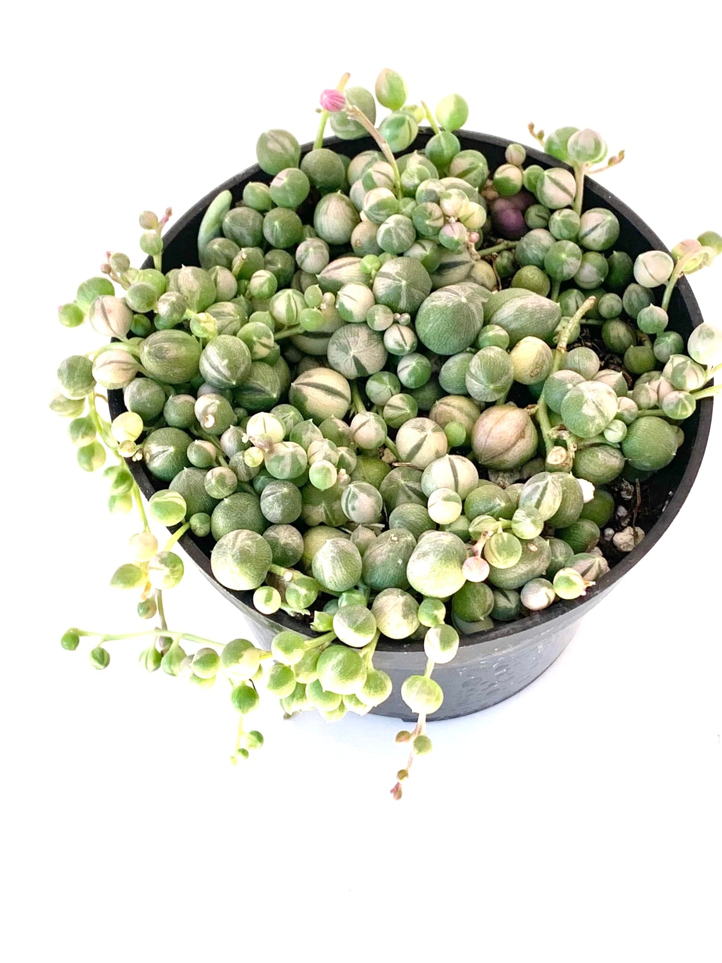 Variegated String of Pearls Succulents, 4" Pot