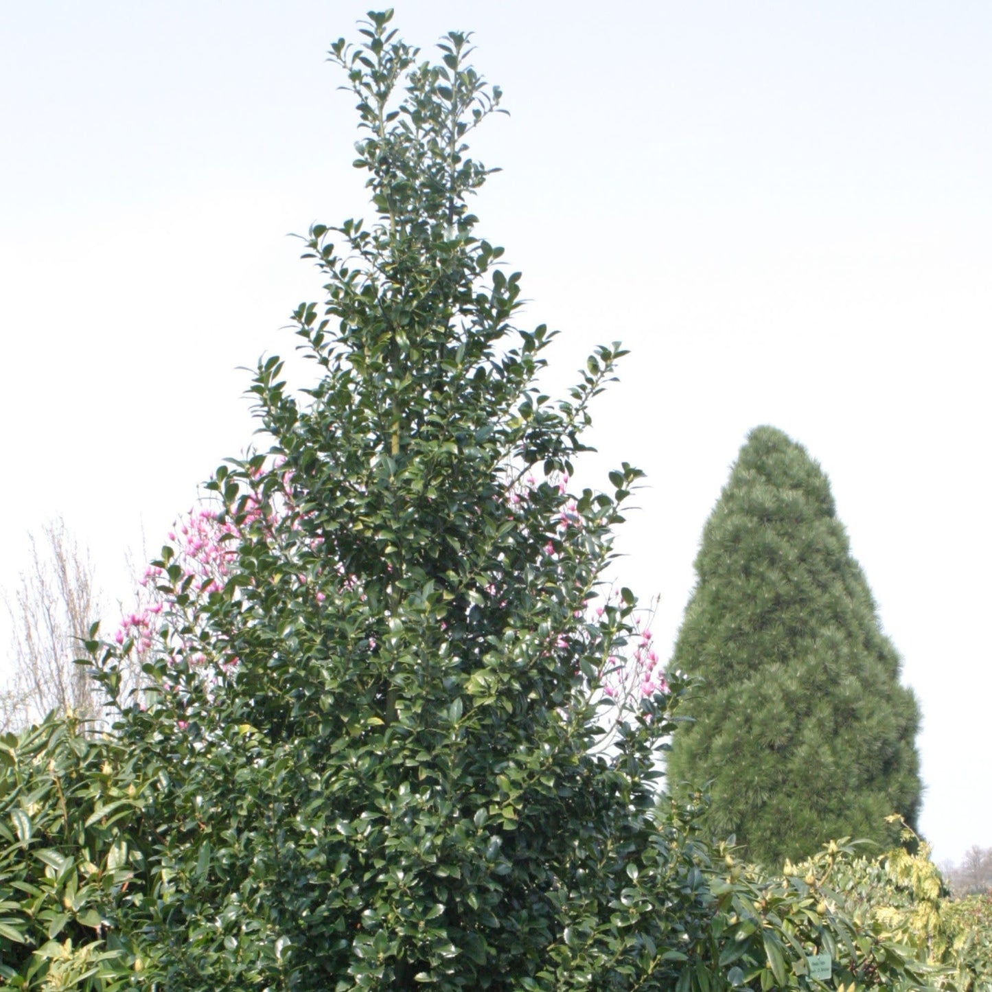Proven Winners Castle Spire Blue Holly (Ilex x meserveae) Live Plant, 4.5" Qt, 4 Pack
