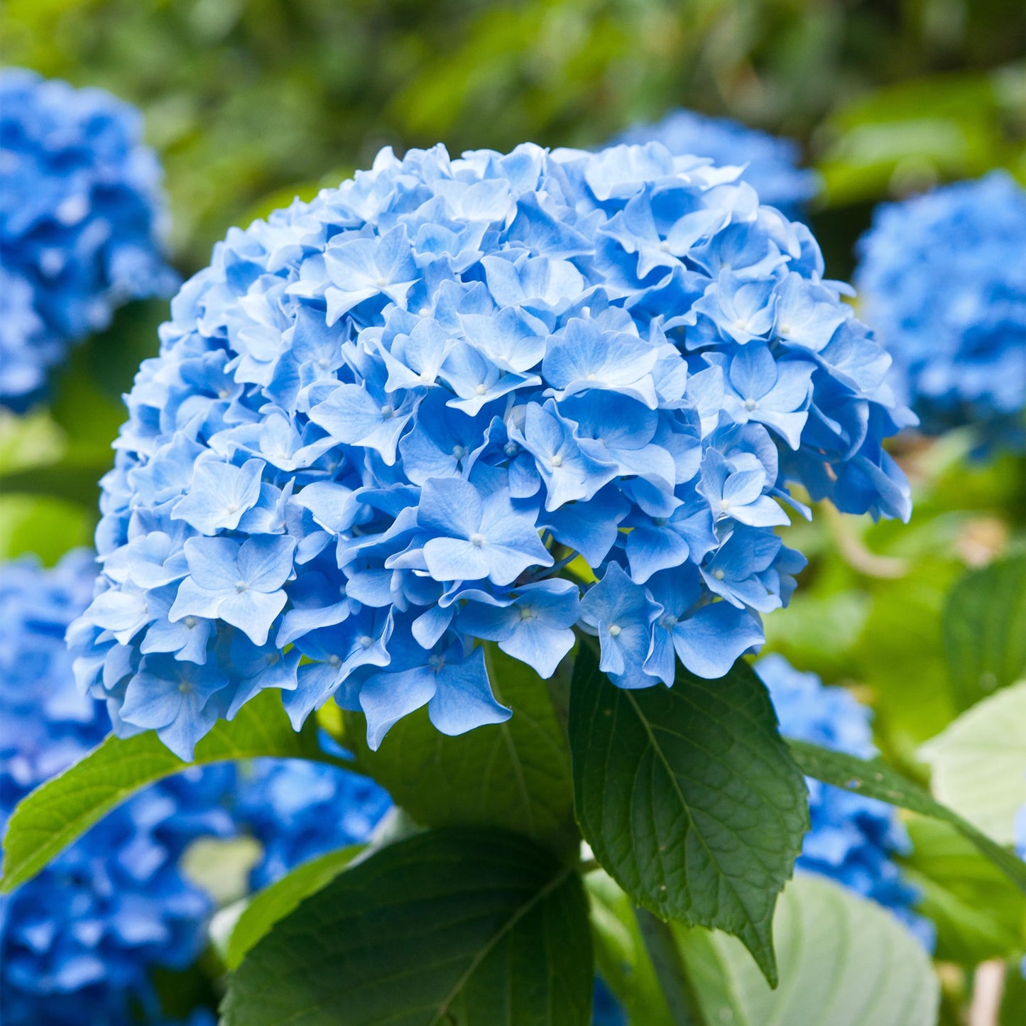 Garden State Bulb Nikko Blue Hydrangea Shrub, Bare Root, Spring Planting (Bag of 2)
