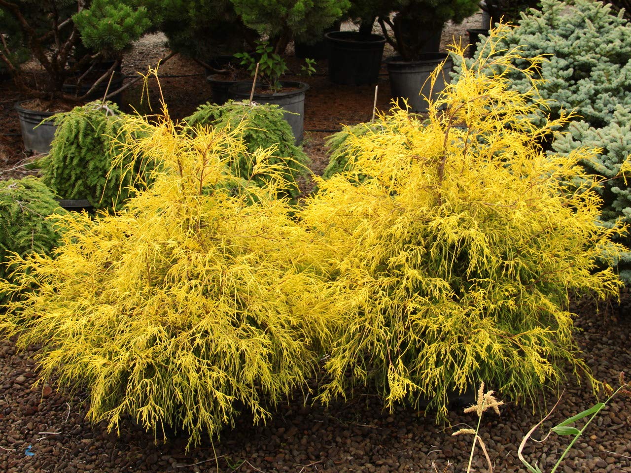 Gold Mop Threadleaf False Cypress (2.5 Quart) Weeping Evergreen Shrub with Yellow Foliage - Japanese Chamaecyparis Pisifera