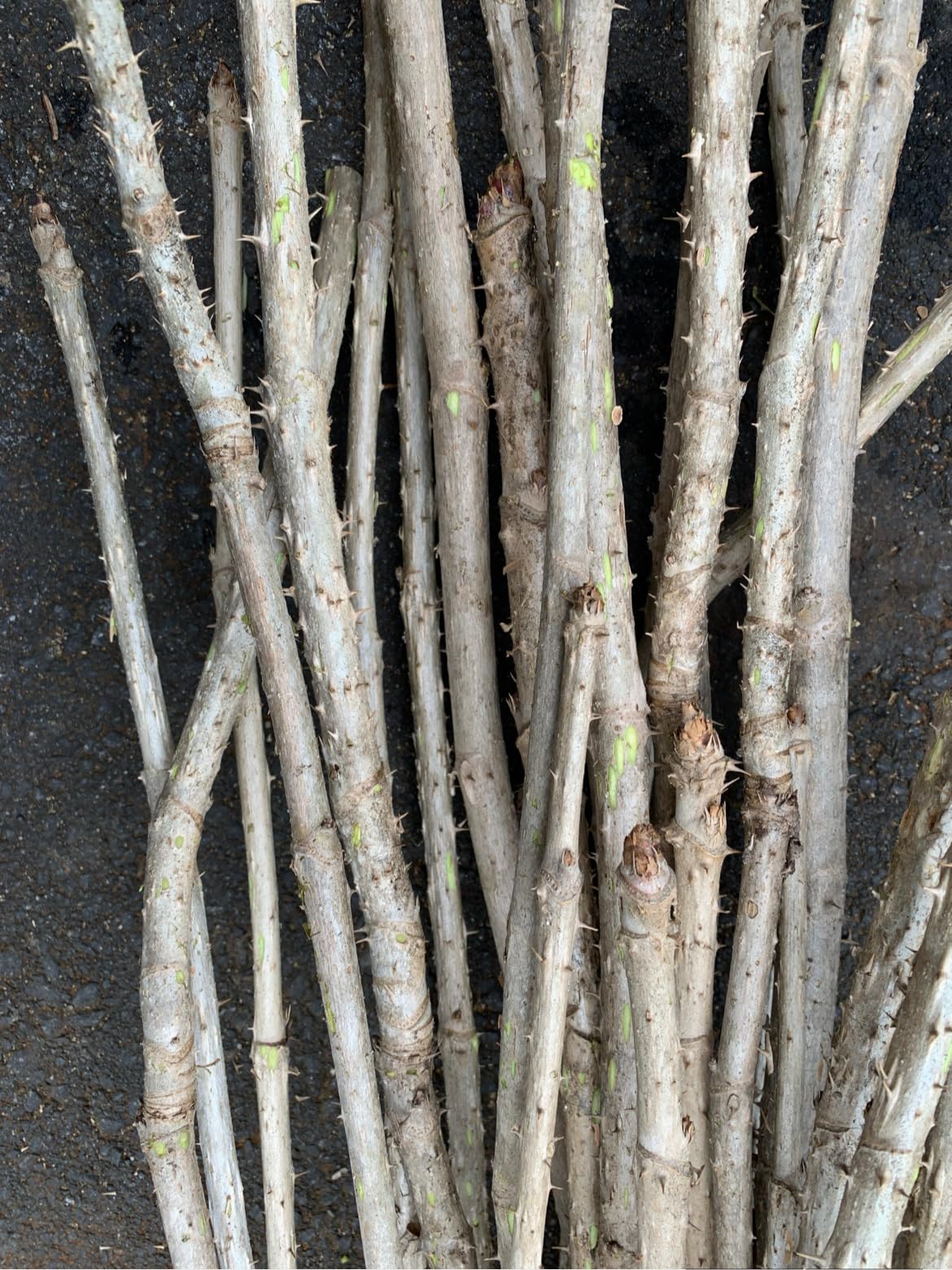 1 Branch/stem 32-34” Long of Aralia spinosa - Devil's Walkingstick.