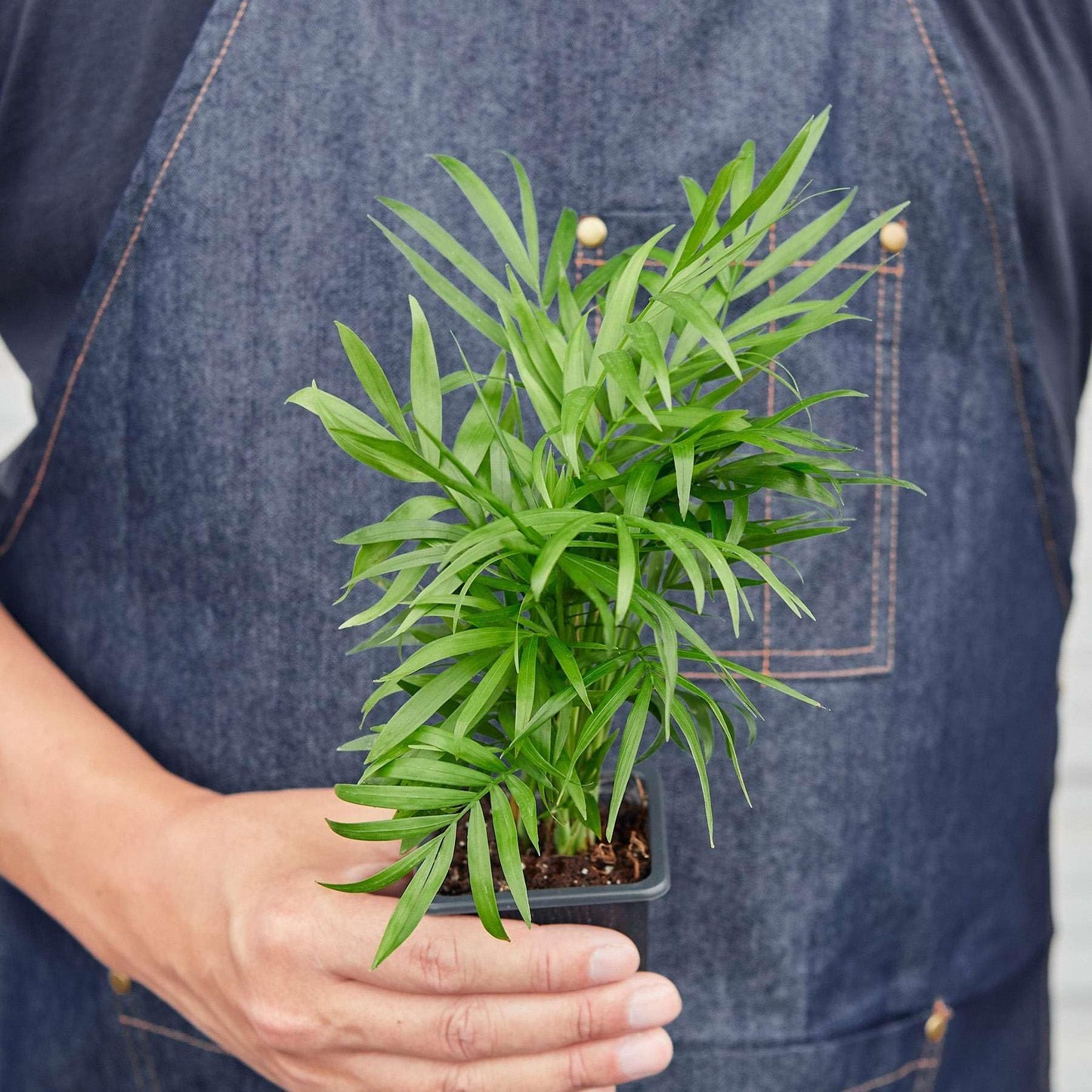 Parlor Palm Live Plant for Indoor | Different Houseplants in 3'' Pot | Real House Plant for Living Room, Office, Desk & Bathroom | Neanthe Bella Palm | Chamaedorea elegans