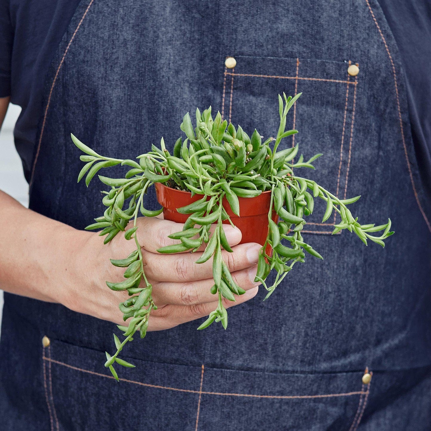 Succulent 'String of Bananas' | Live Plant for Indoor & Outdoor | for Living Room, Office, Bathroom | (4" Pot)
