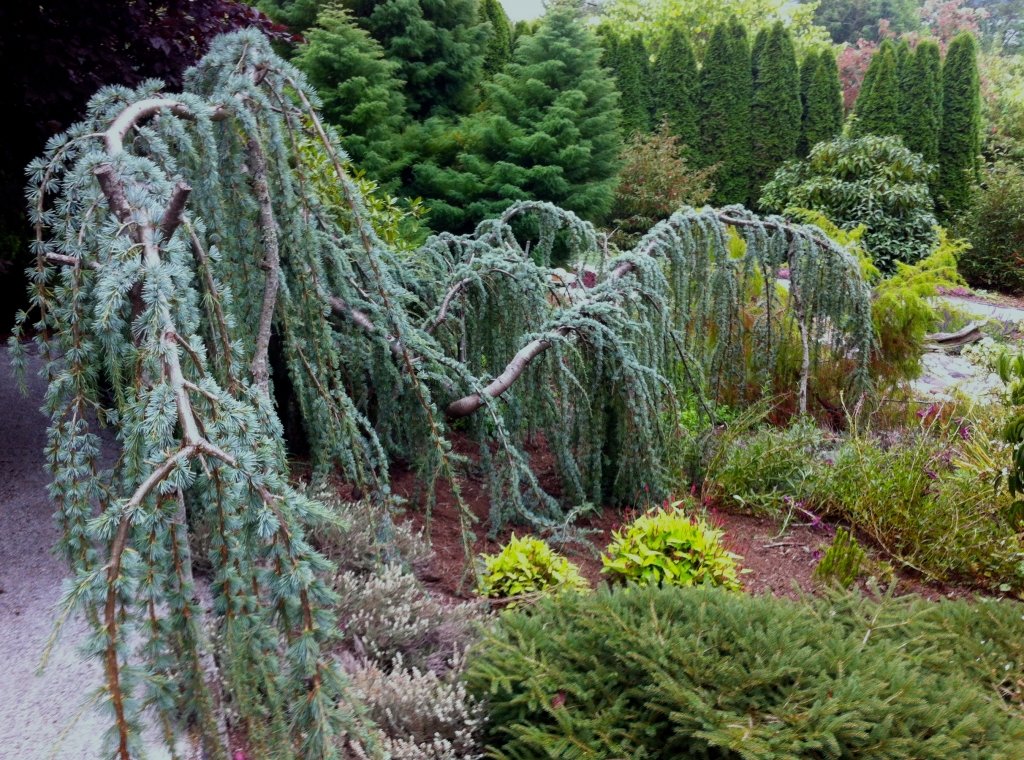 Weeping Blue Atlas Cedar 3 - Year Live Tree