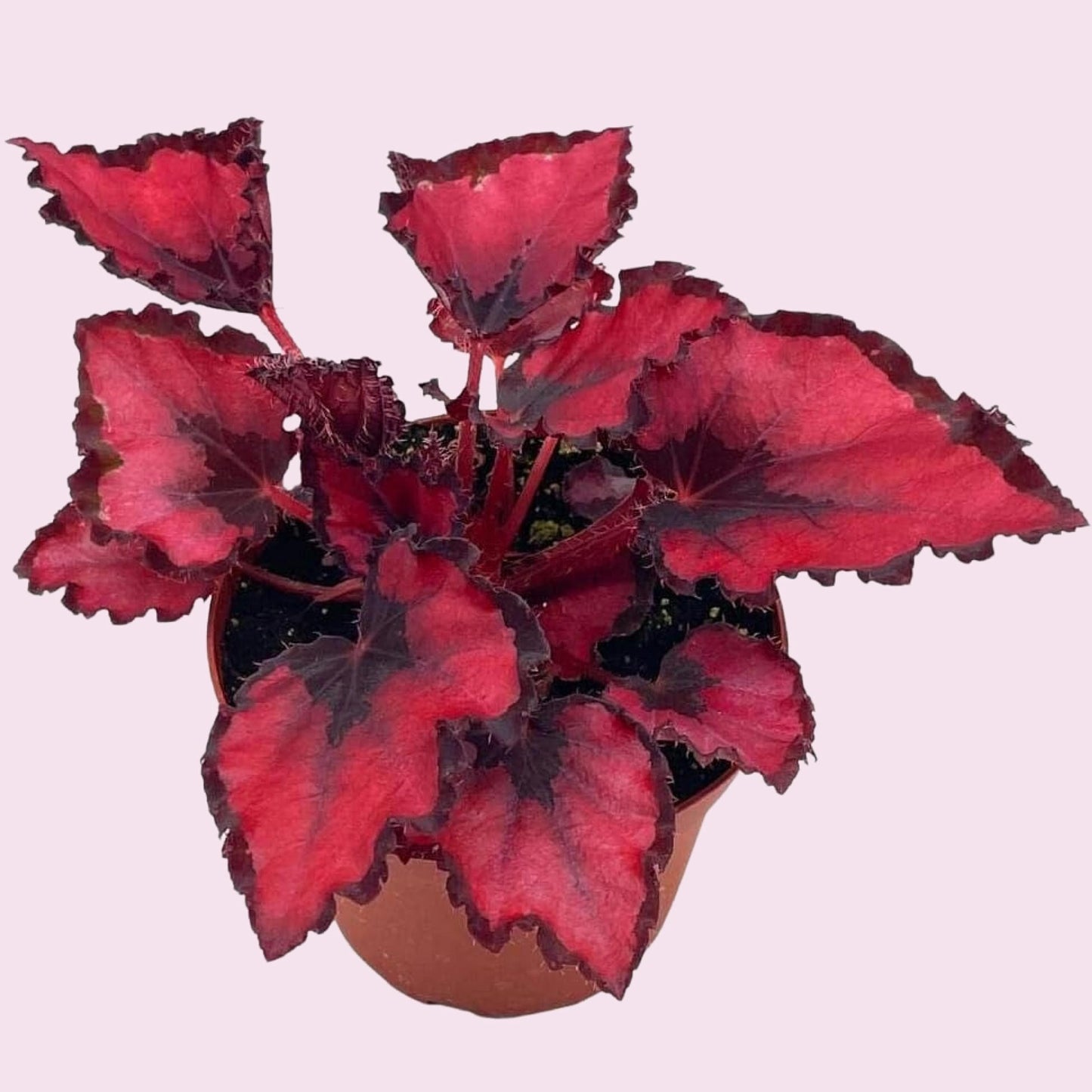 Harmony Foliage Harmony's Red Robin, Begonia Rex, Dark 4 inch Painted-Leaf Begonia, Variegated