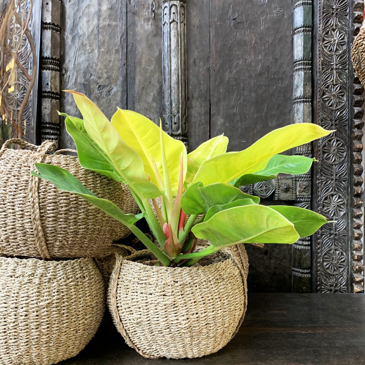 Philodendron Moonlight - Live Starter Plant - Rare and Elegant Indoor Houseplant