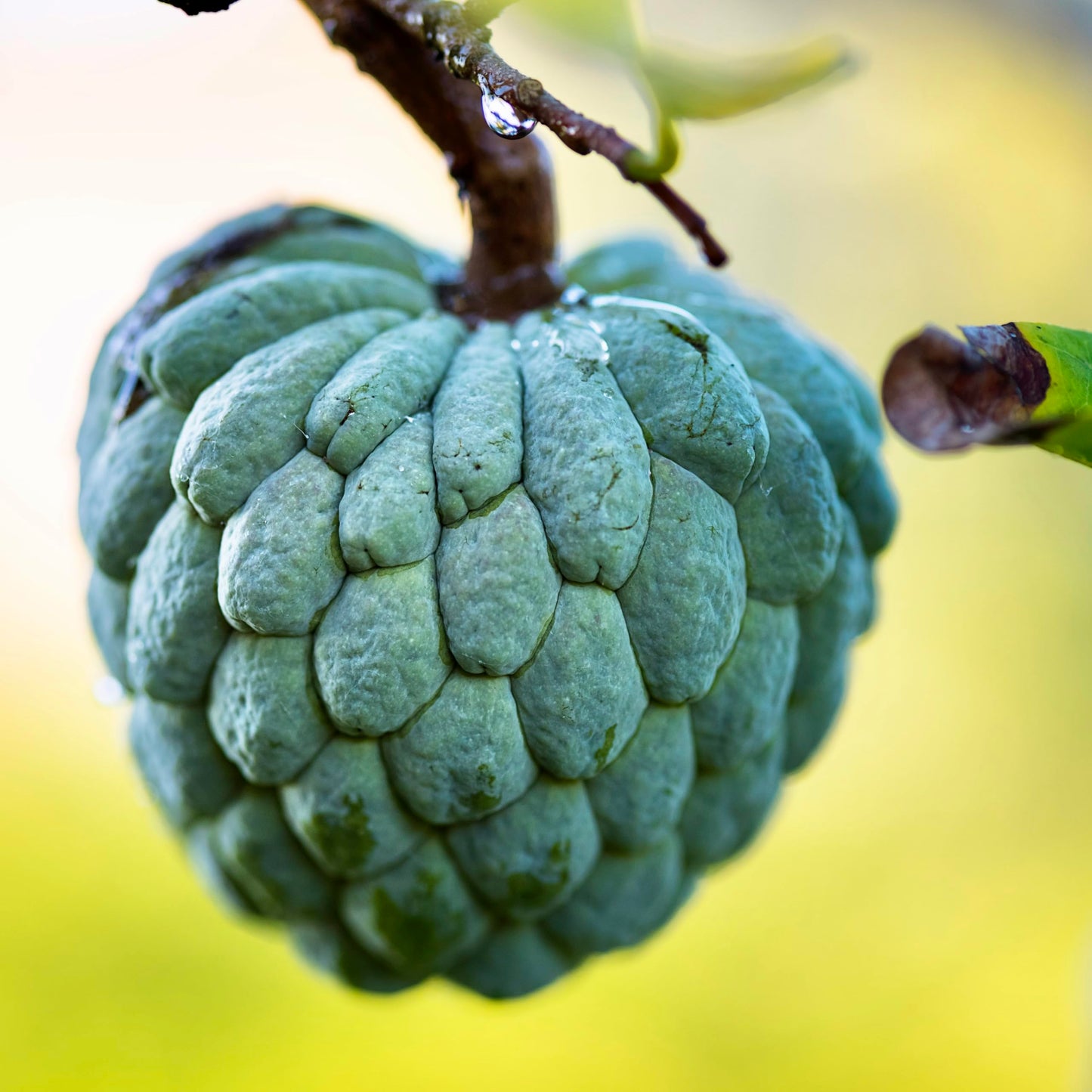 Sugar Apple Live Fruit Tree 10”-20” Tropical Plantae