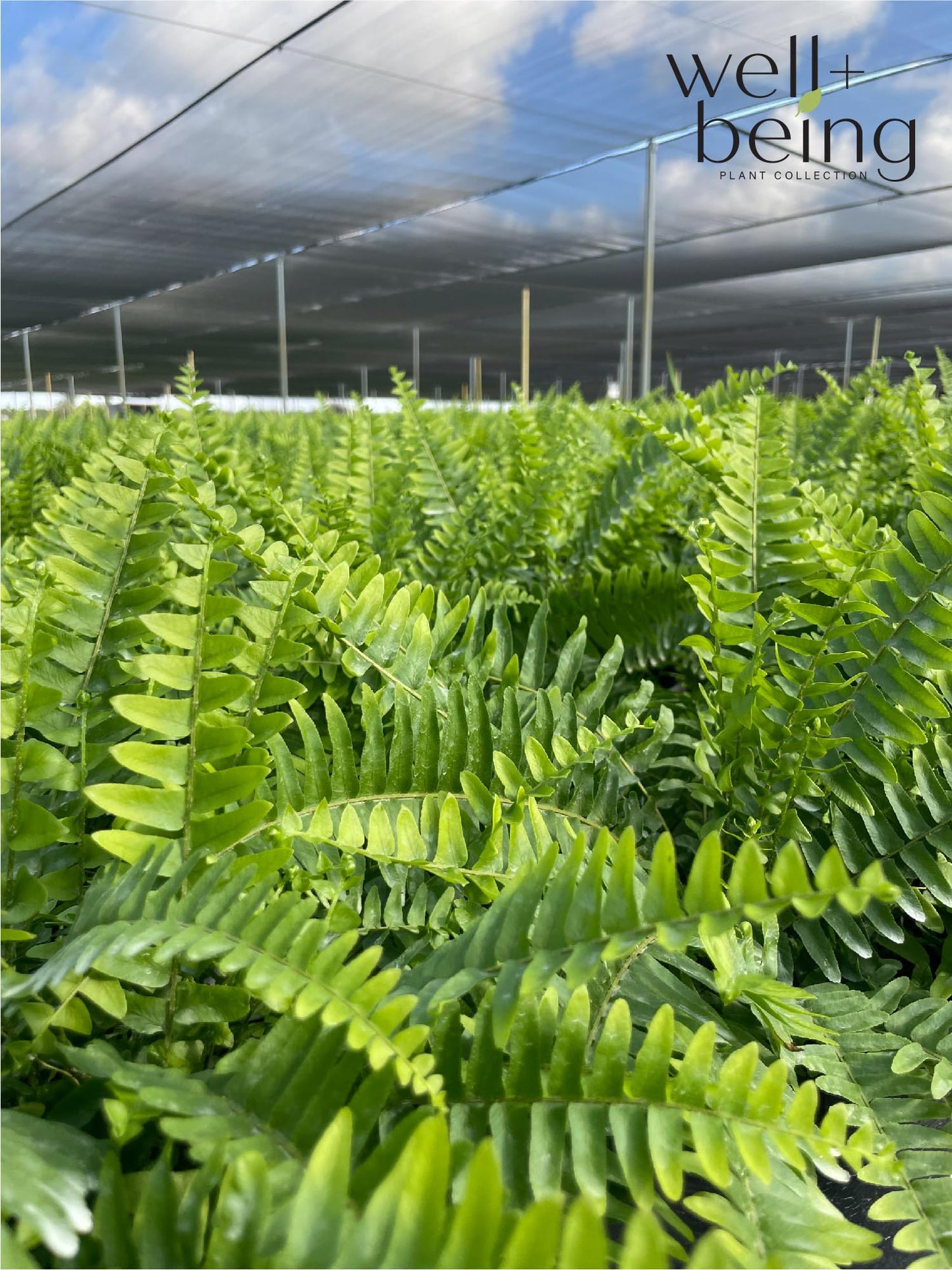 Nature's Way Farms Fern Macho Live Plant in Grower Pot (18-24 in. Tall)