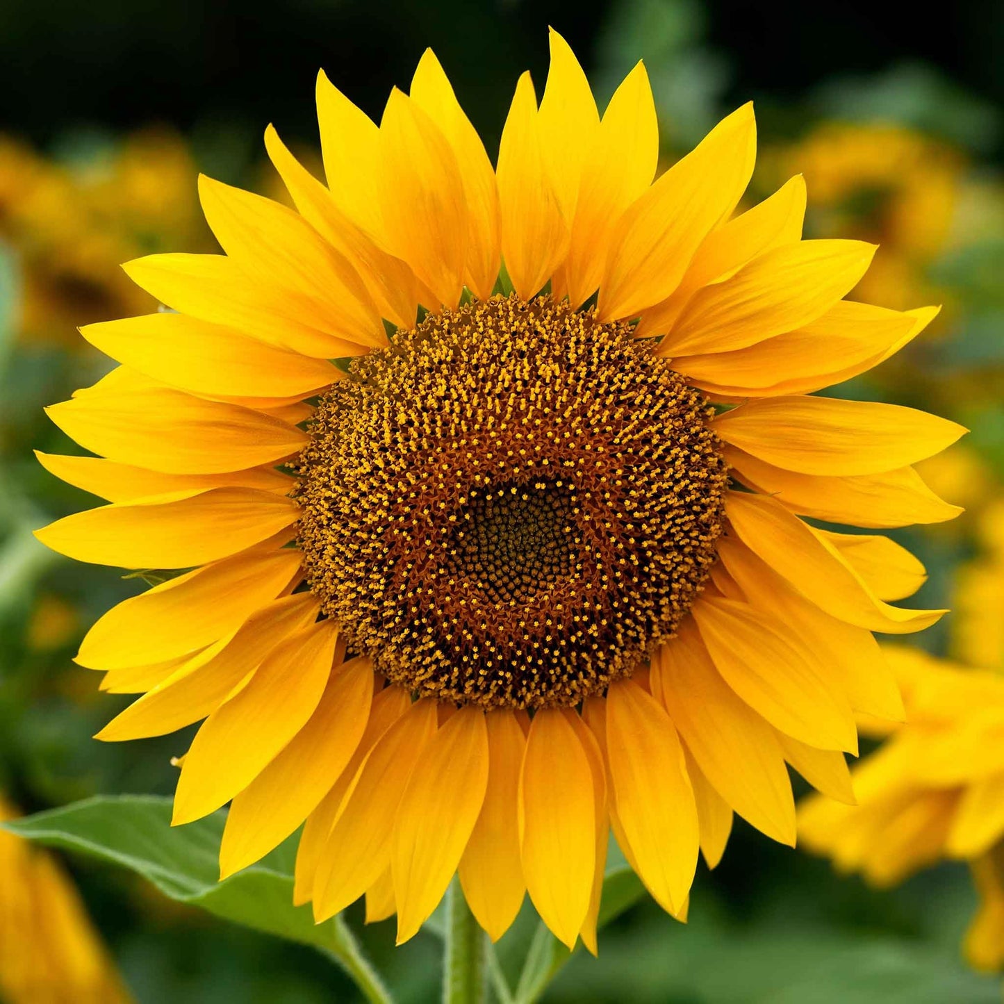 Eden Brothers Sunflower Seeds (Organic) - Mammoth Grey-Stripe