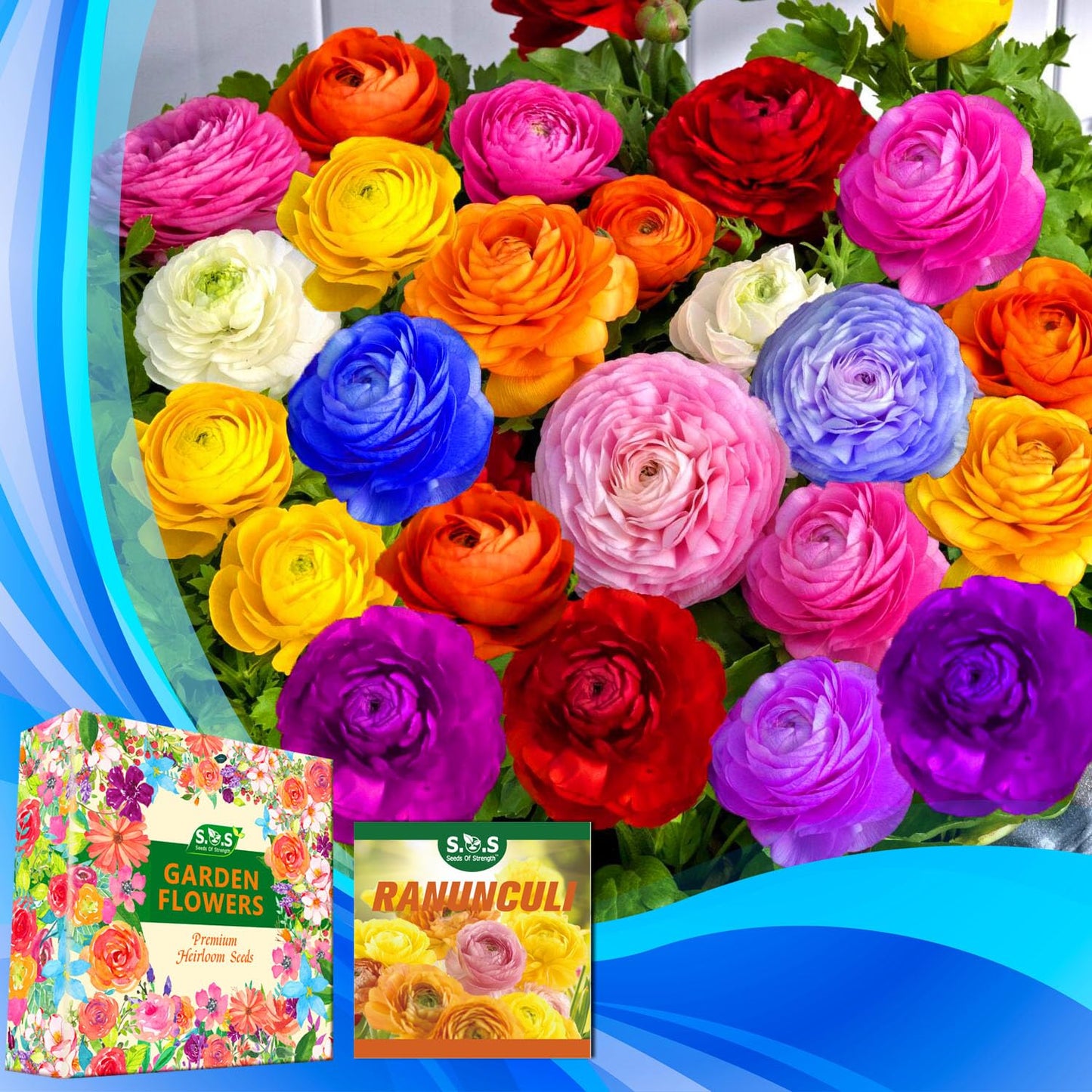 Mixed Peony Ranunculus Bulbs- Persian Buttercup -10 Corms Bulbs Flowering Blooms Perennial Bulbous Root Garden Plant