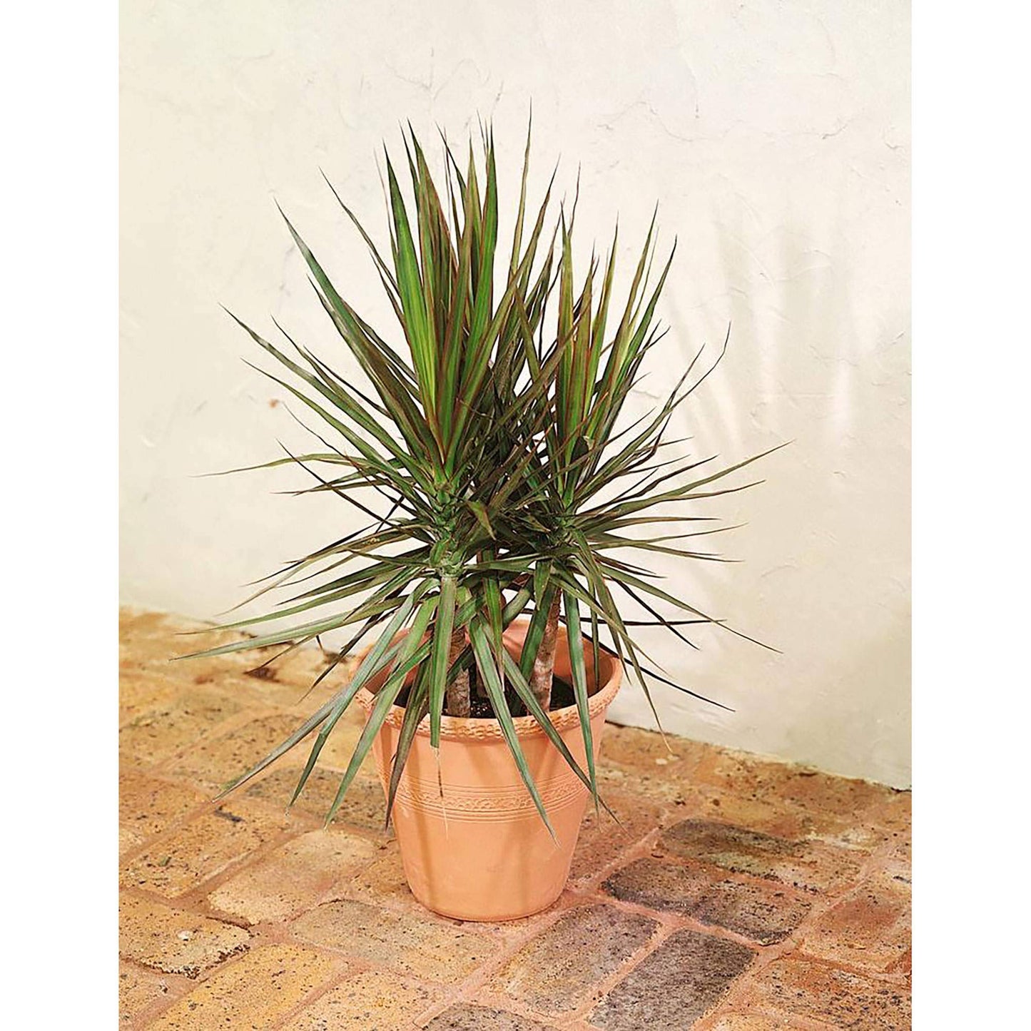 Dracaena Marginata Bush - Live Plant in a 10 Inch Pot - Dracaena Marginata - Easy Care Indoor Air Cleaning Plant