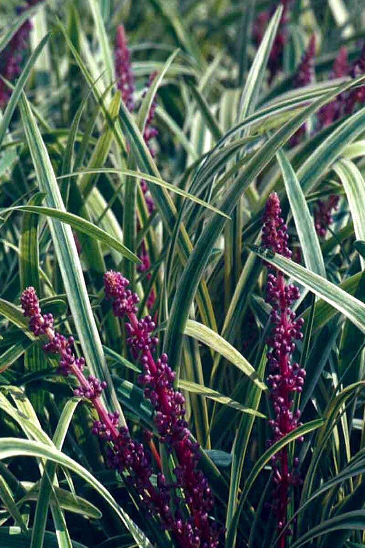 Liriope Variegated in 3.25" Pots, 18 Pack